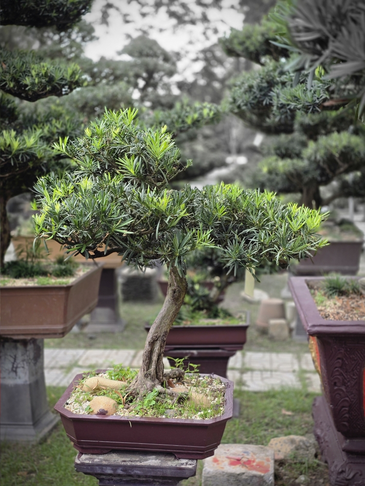 BSN14 - Vạn Niên Tùng Bonsai
