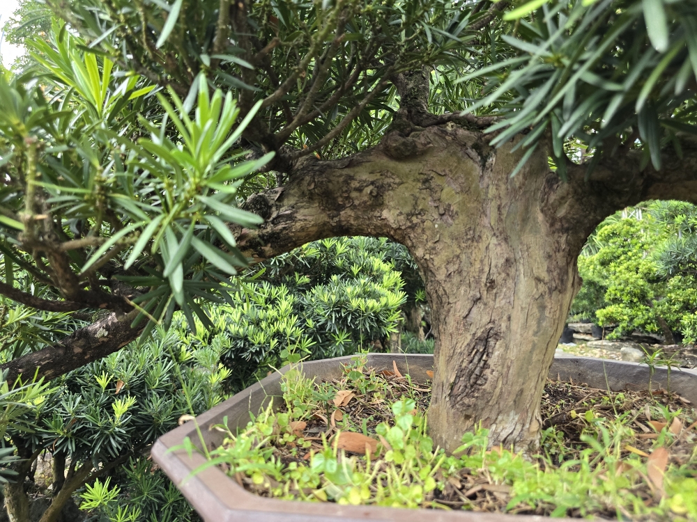 BST19 - Vạn Niên Tùng Bonsai