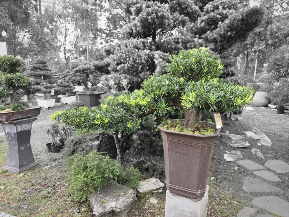 BST19 - Vạn Niên Tùng Bonsai
