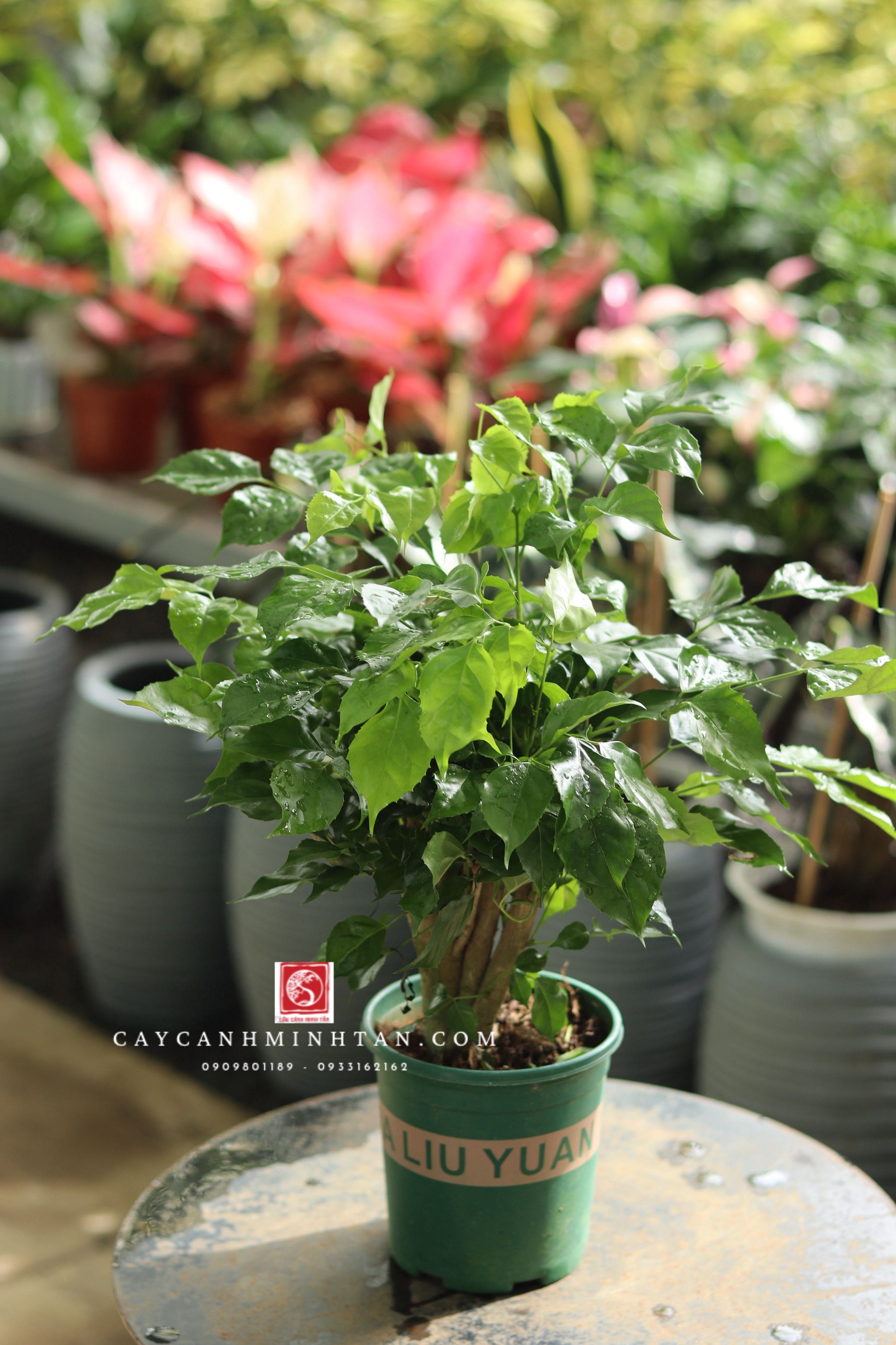 Hạnh Phúc để bàn