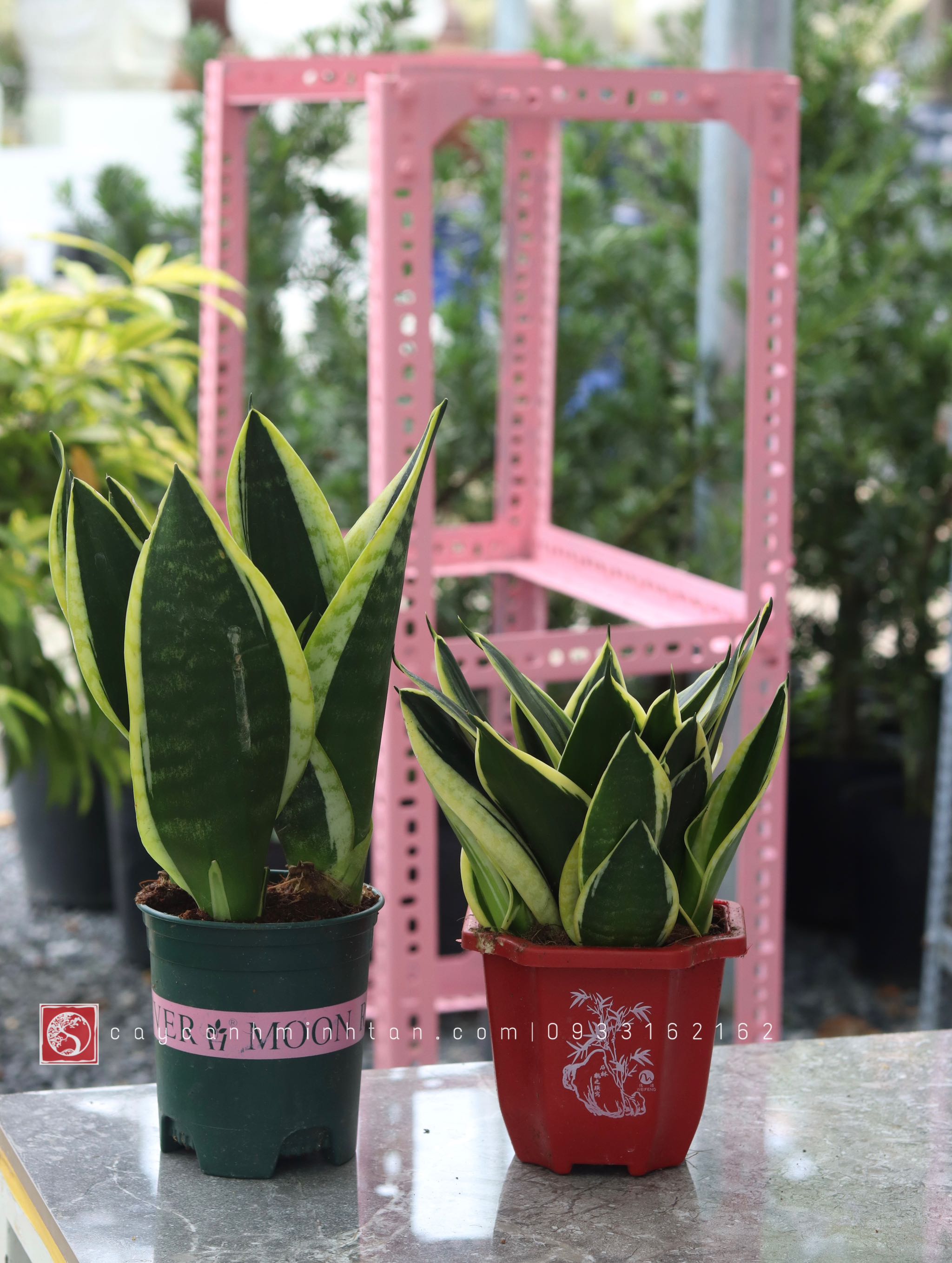 Lưỡi Hổ để bàn