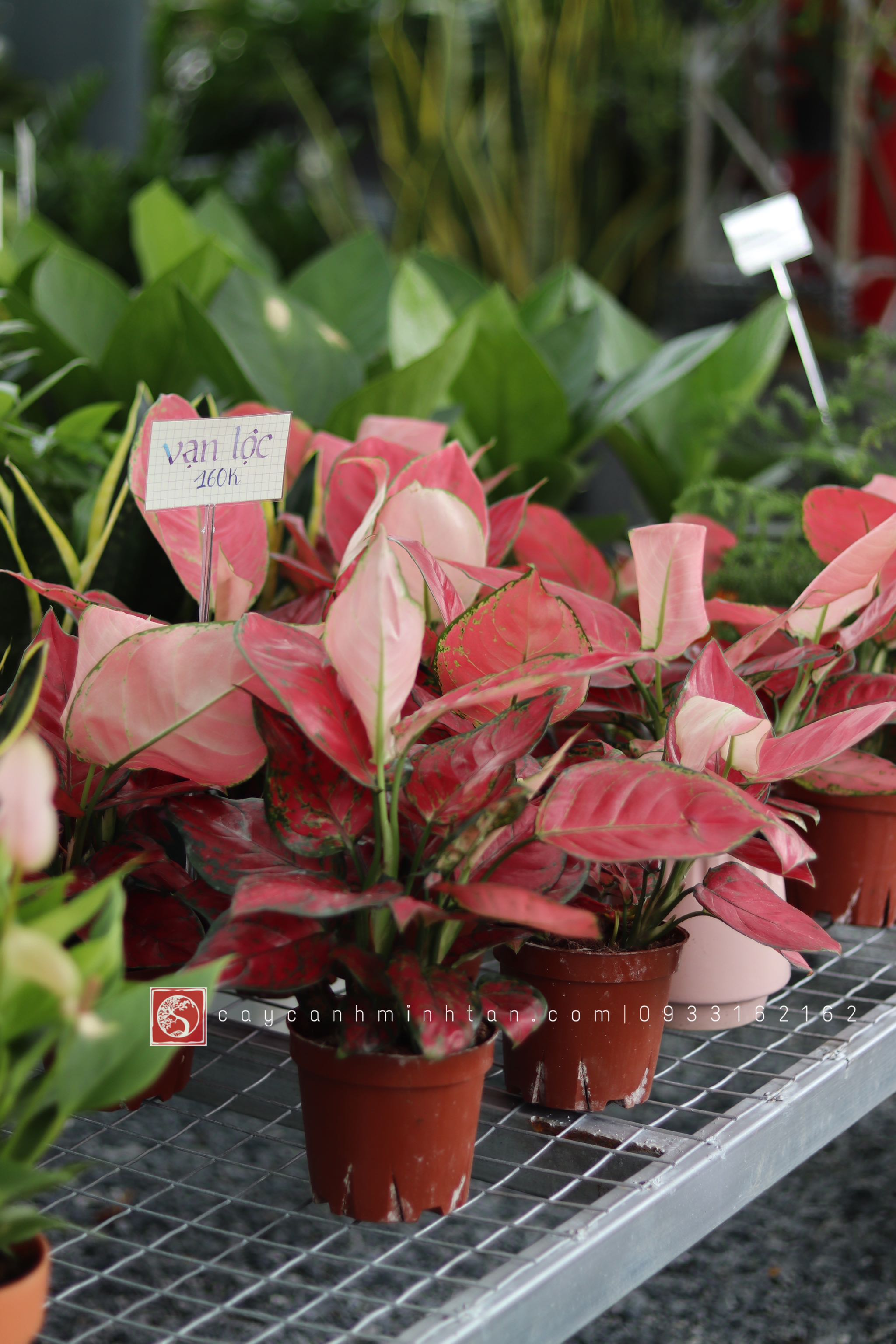 Vạn Lộc đỏ để bàn