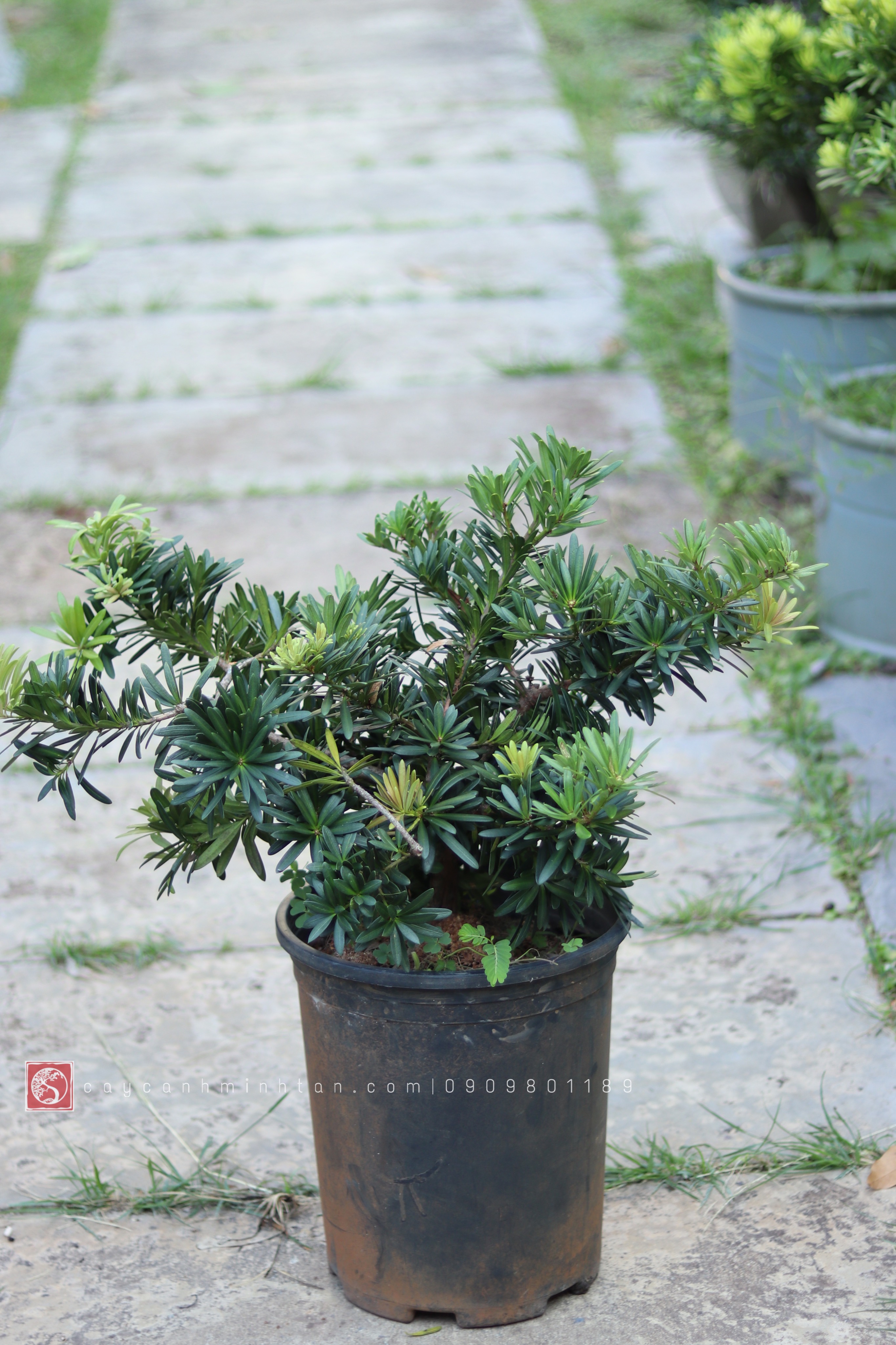 Vạn Niên Tùng đọt đỏ