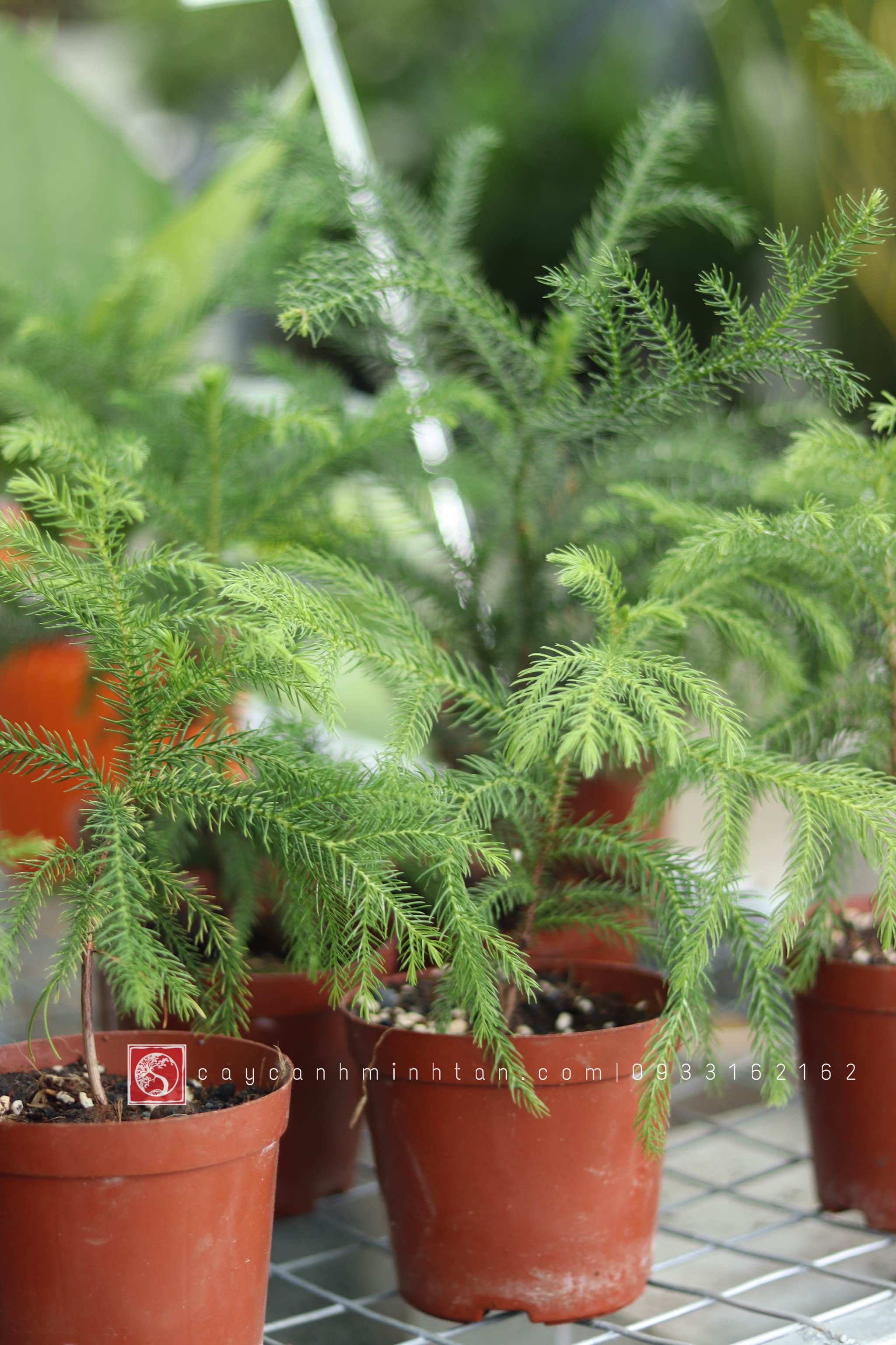 Tùng Kim để bàn