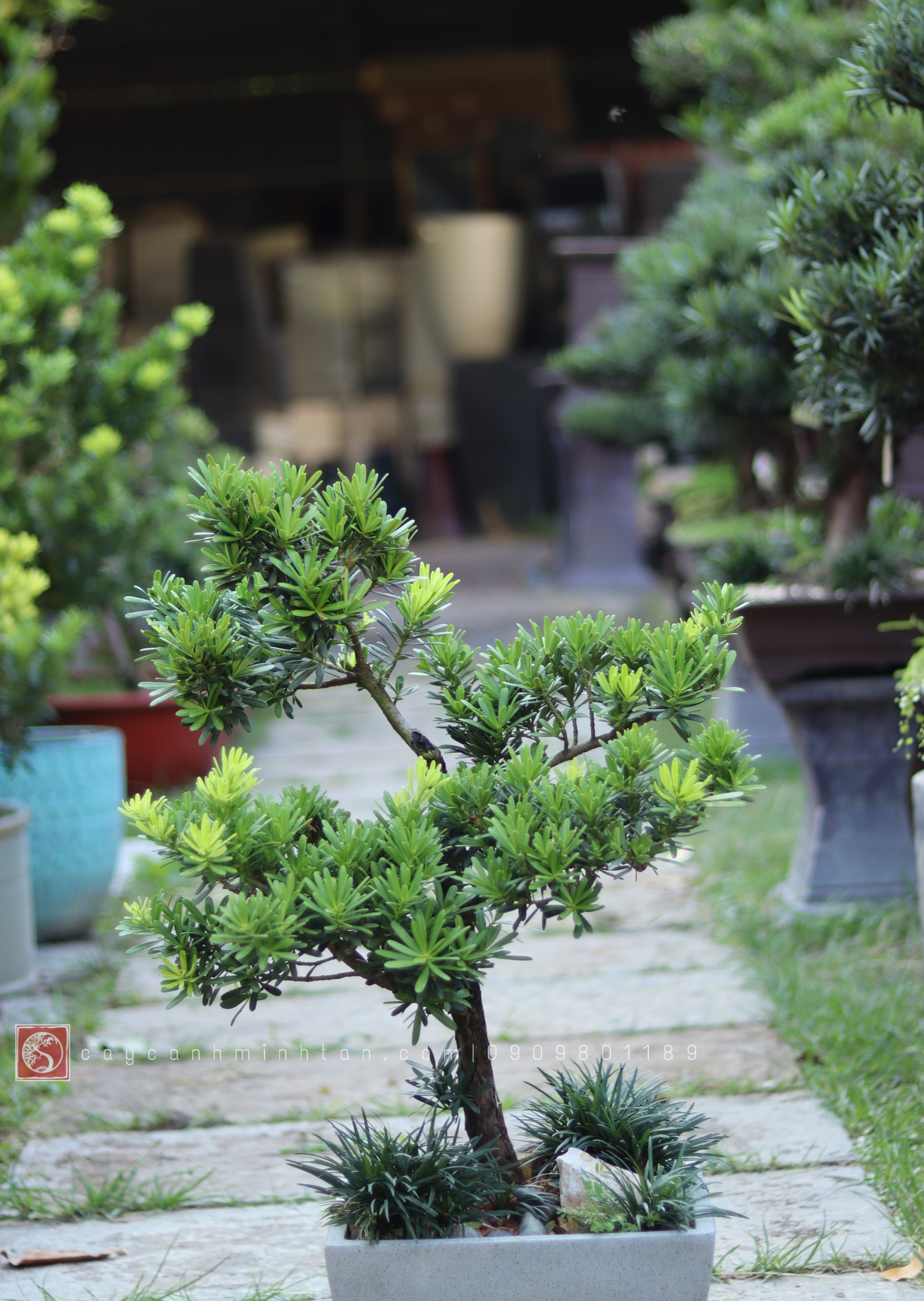 Tiểu cảnh Vạn Niên Tùng để bàn