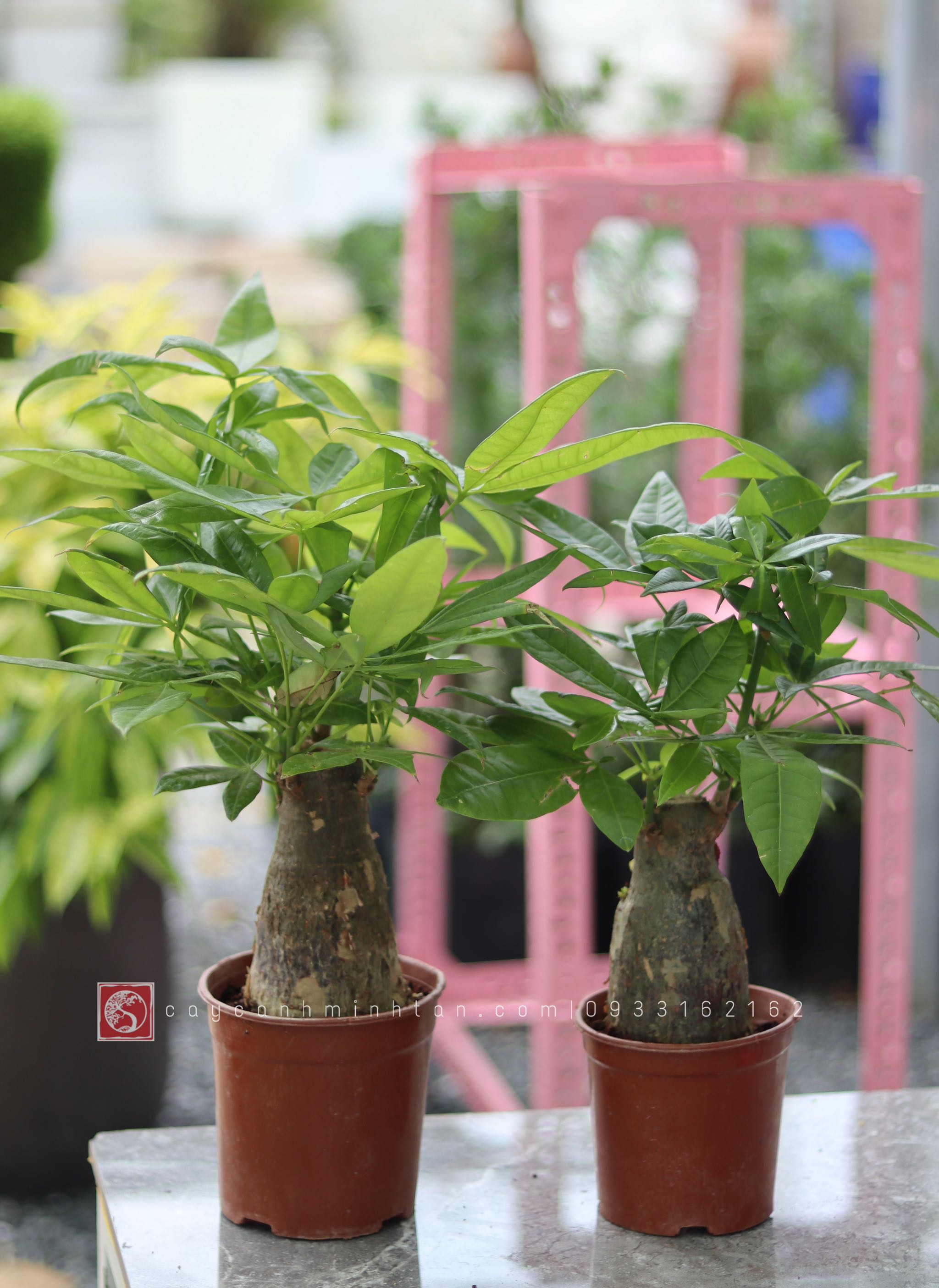 Kim Ngân củ để bàn