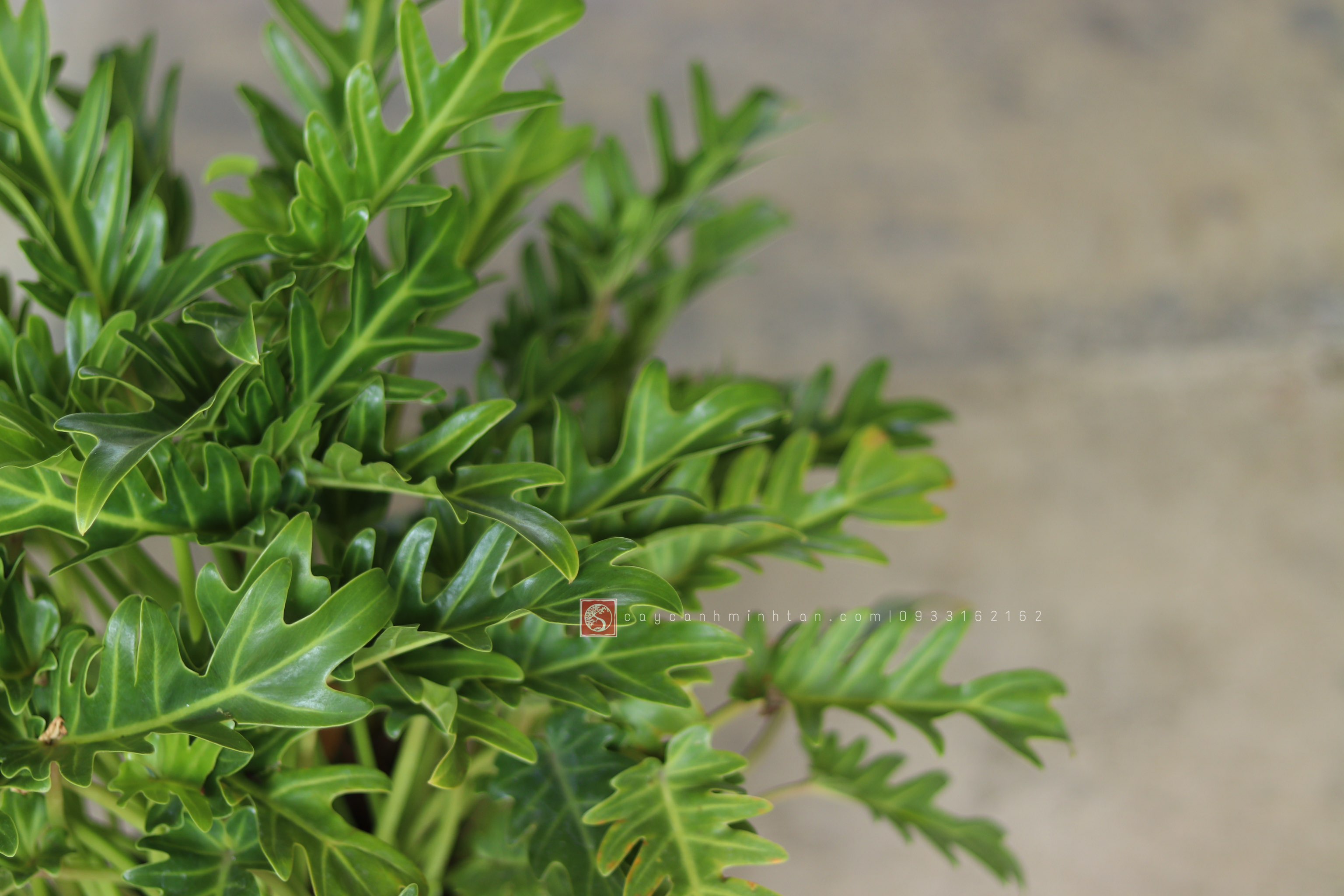 Trầu Bà Chân Vịt