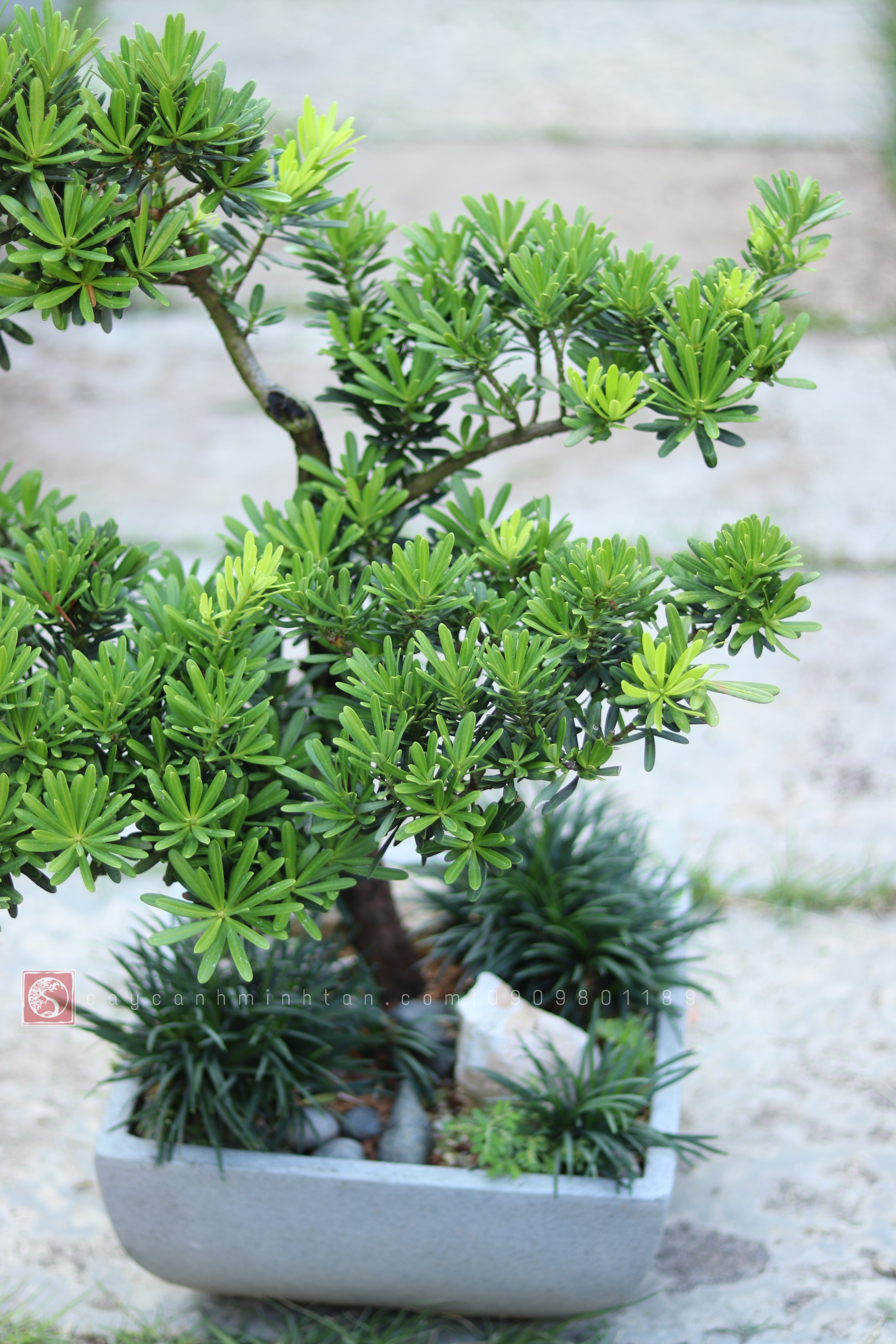 Tiểu cảnh Vạn Niên Tùng để bàn