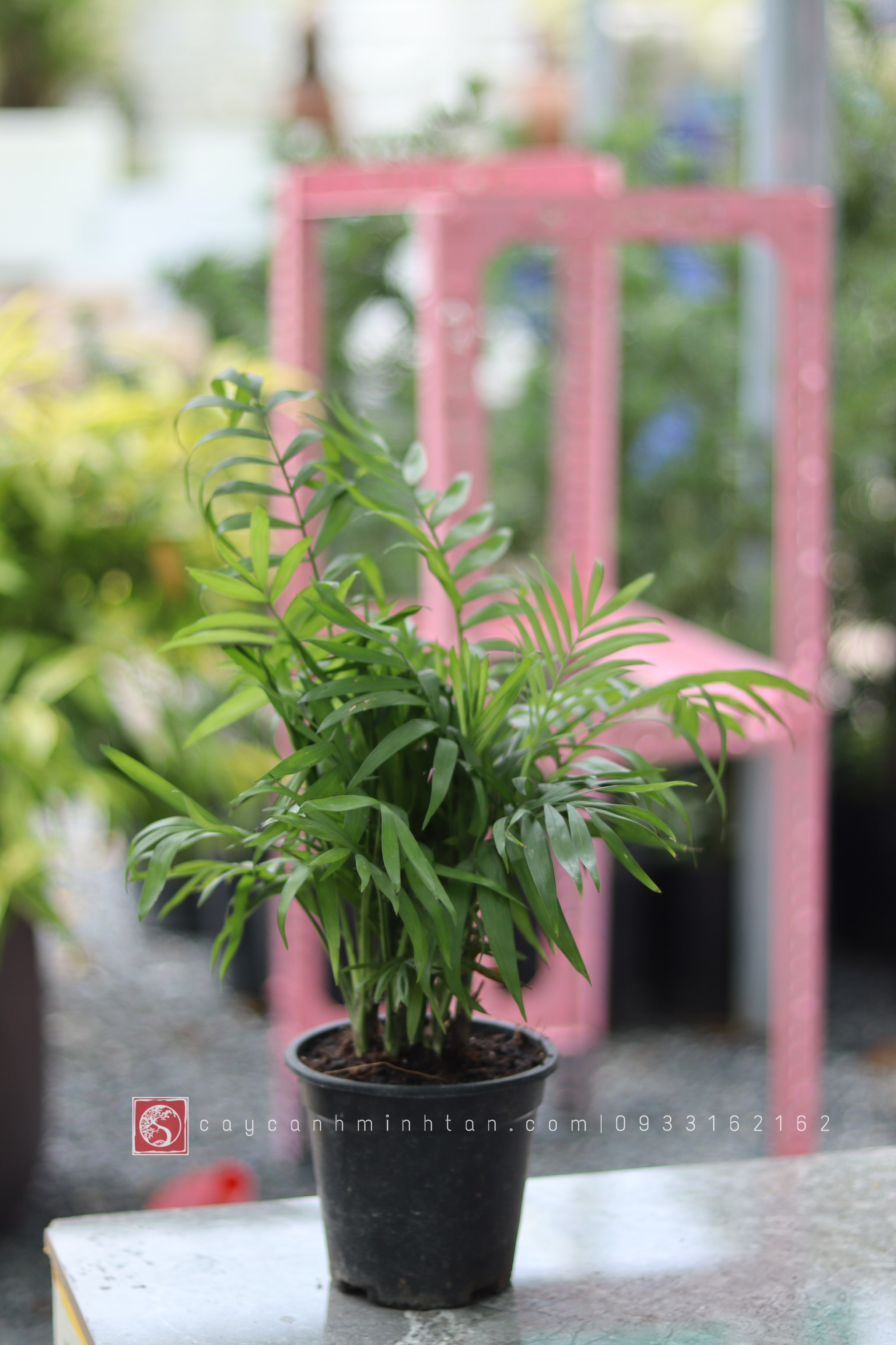 Cau Tiểu Trâm để bàn