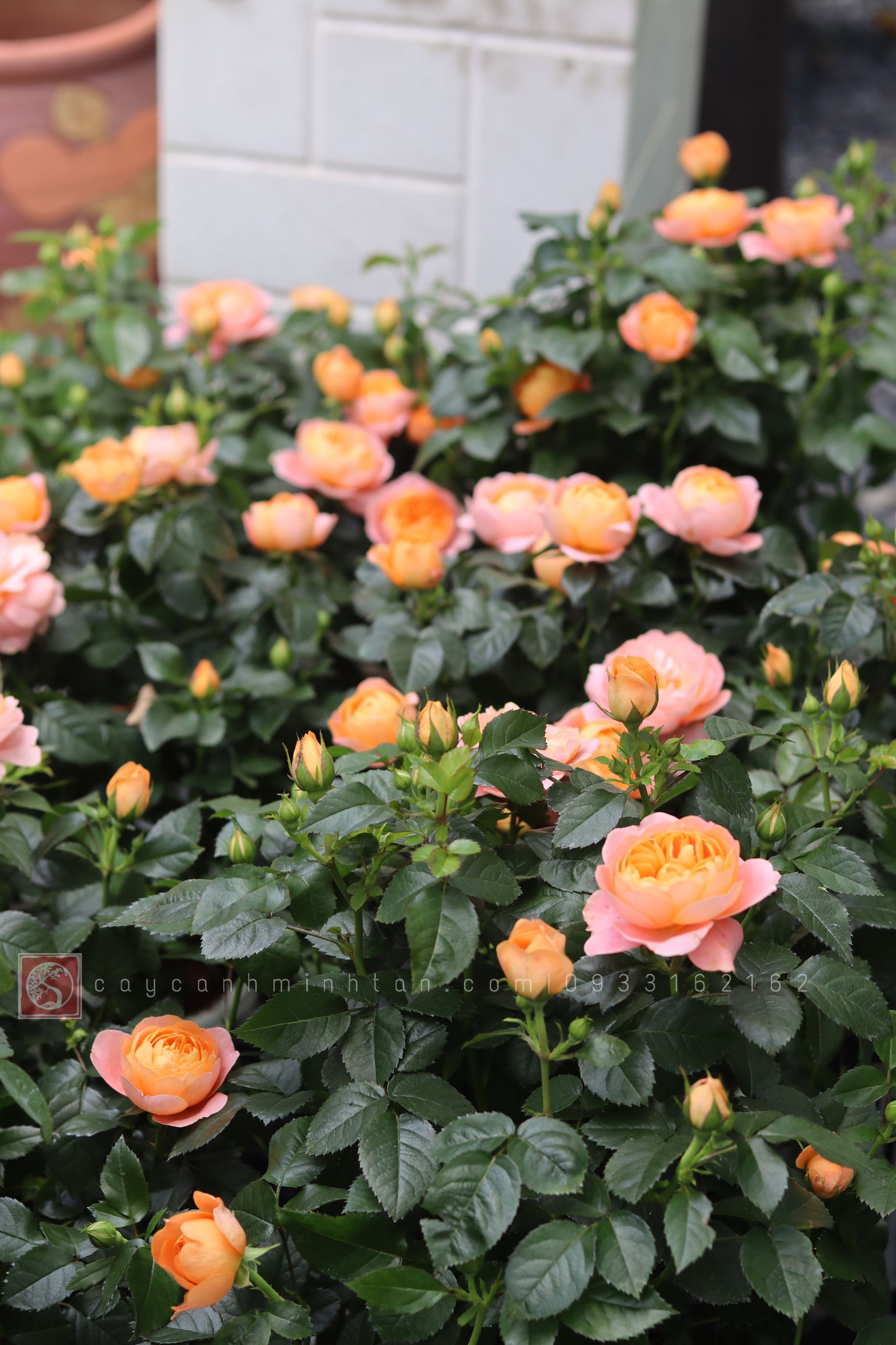 Hồng Tezza Cam cá hồi