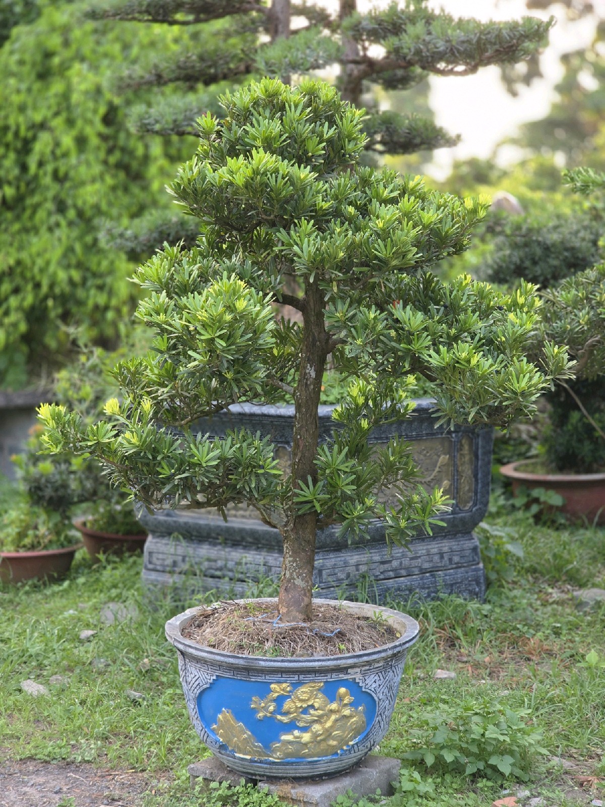 Tùng Đài Loan I-DT-TĐL-001