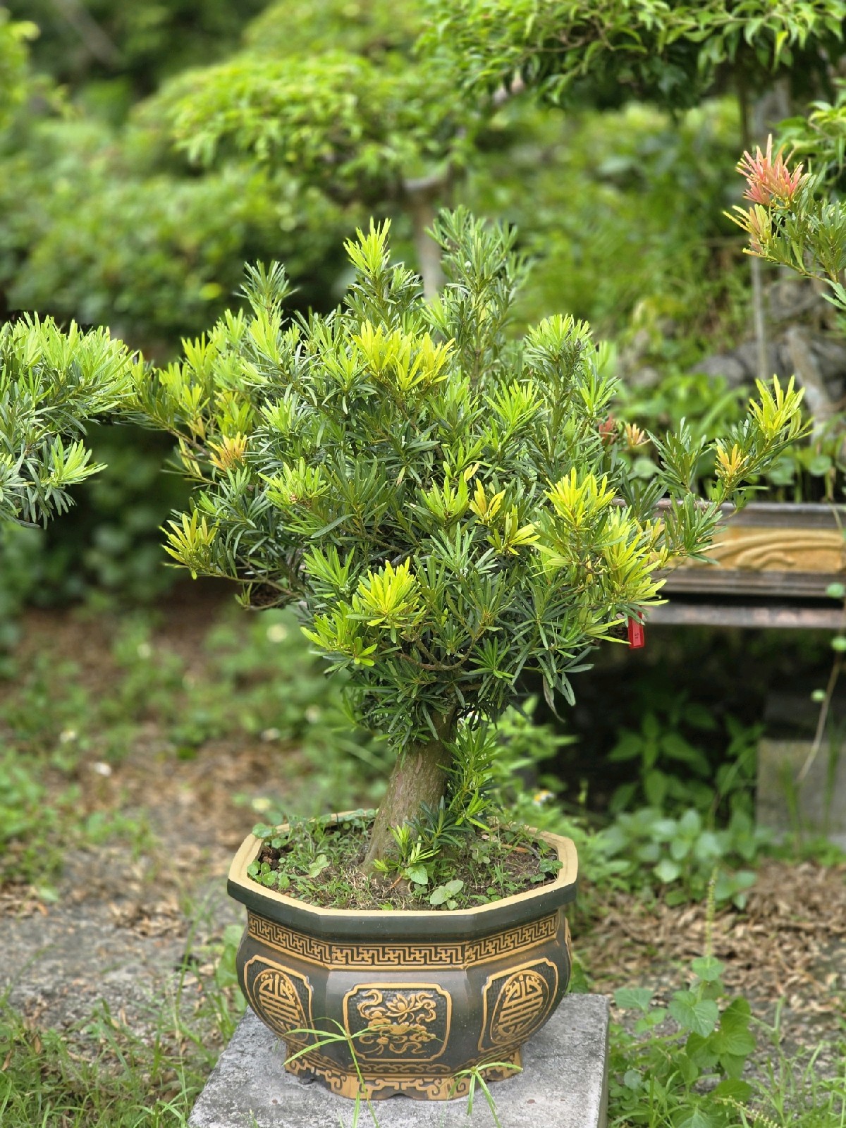 Tùng Đọt Đỏ C-CQ-TungKhac-001