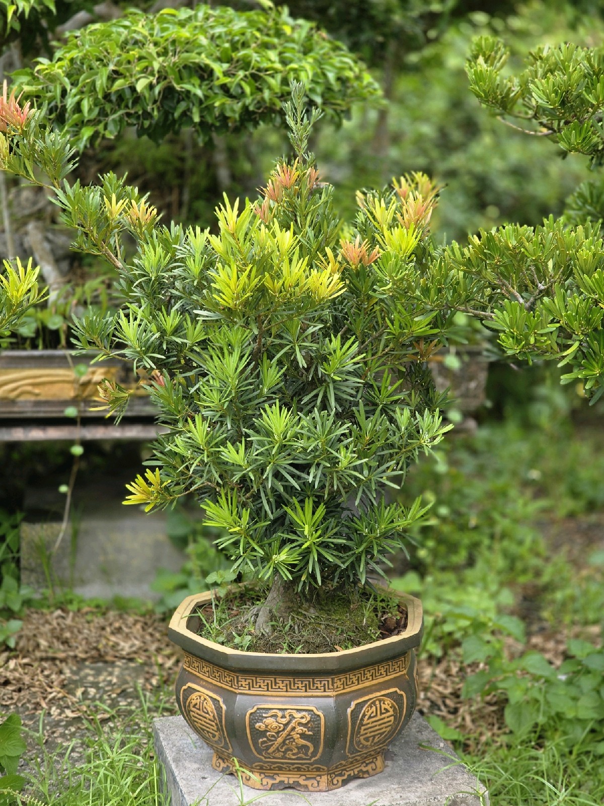 Tùng Đọt Đỏ C-CQ-TungKhac-001