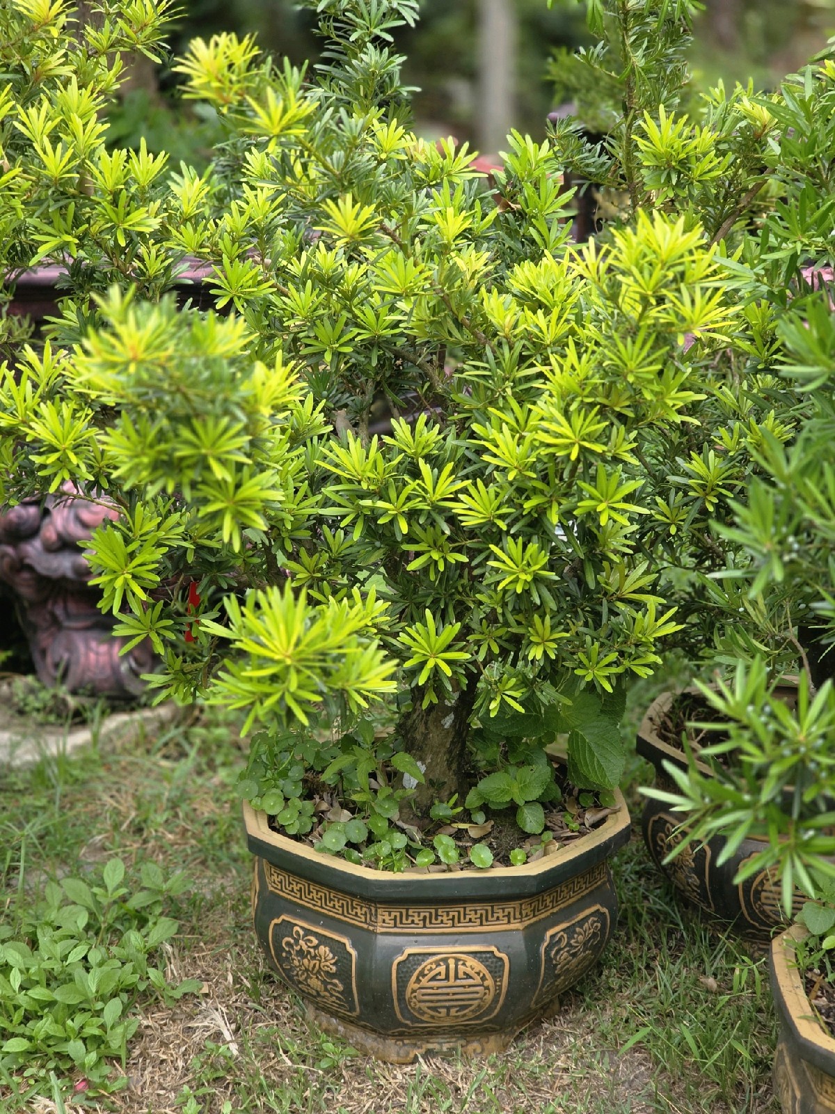 Tùng Đọt Đỏ C-CQ-TungKhac-001