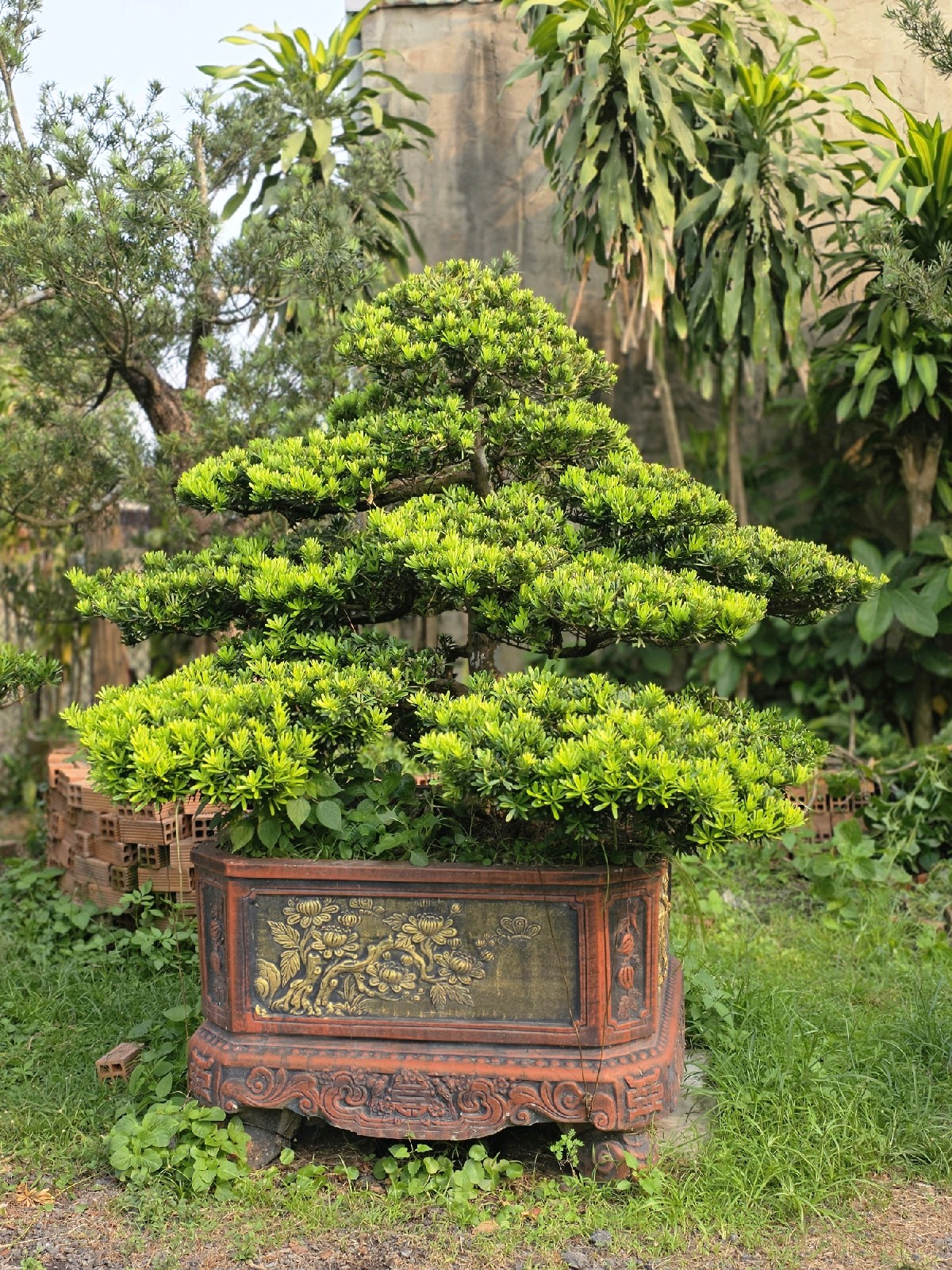 Tùng Kim Cương I-DT-TKC-001