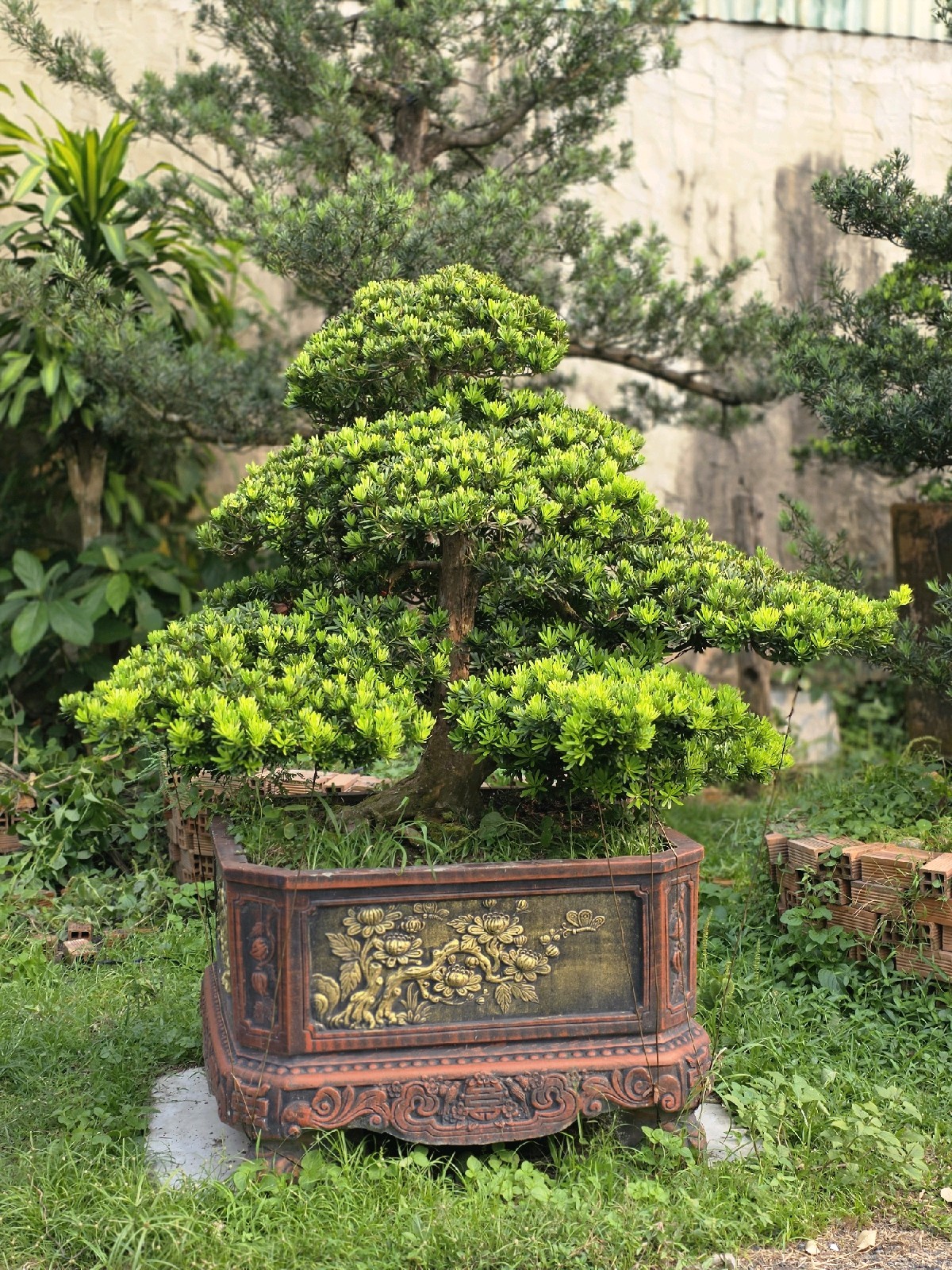 Tùng Kim Cương I-DT-TKC-002