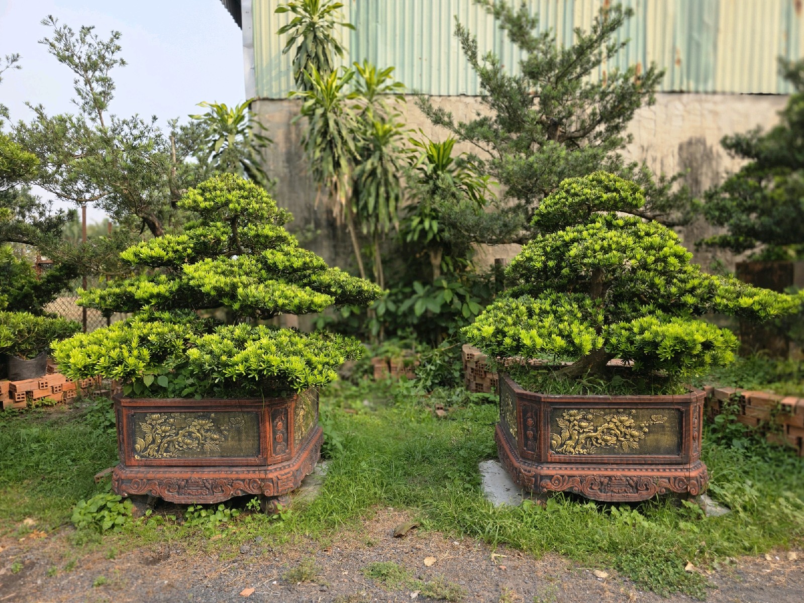 Tùng Kim Cương I-DT-TKC-002