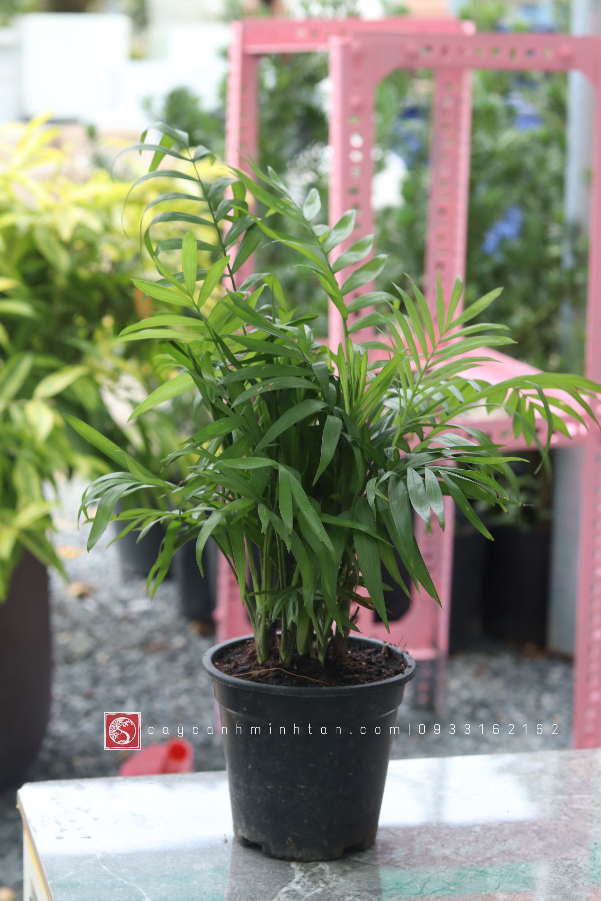 Cau Tiểu Trâm để bàn