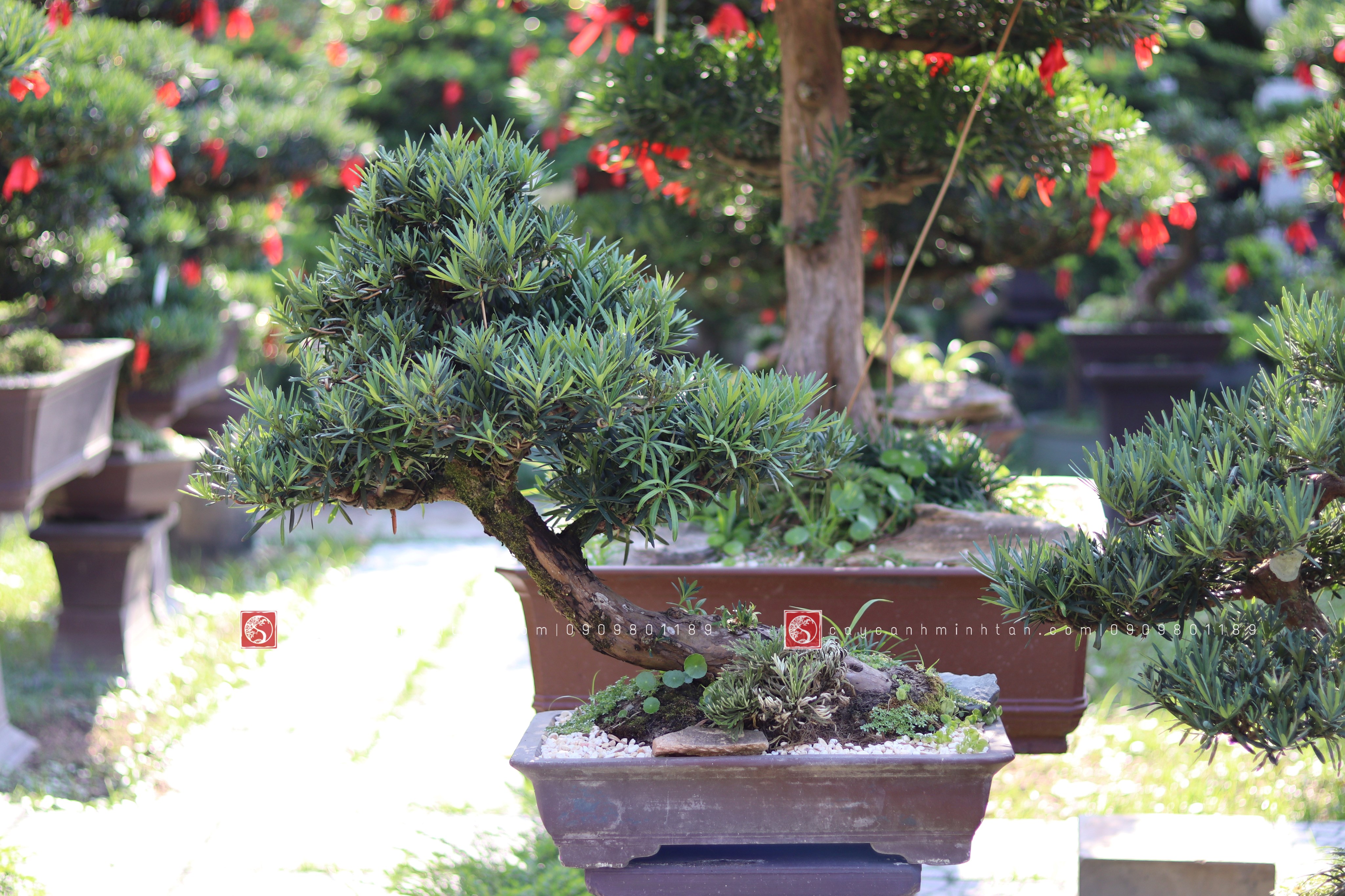 BSN12 - Vạn Niên Tùng Bonsai