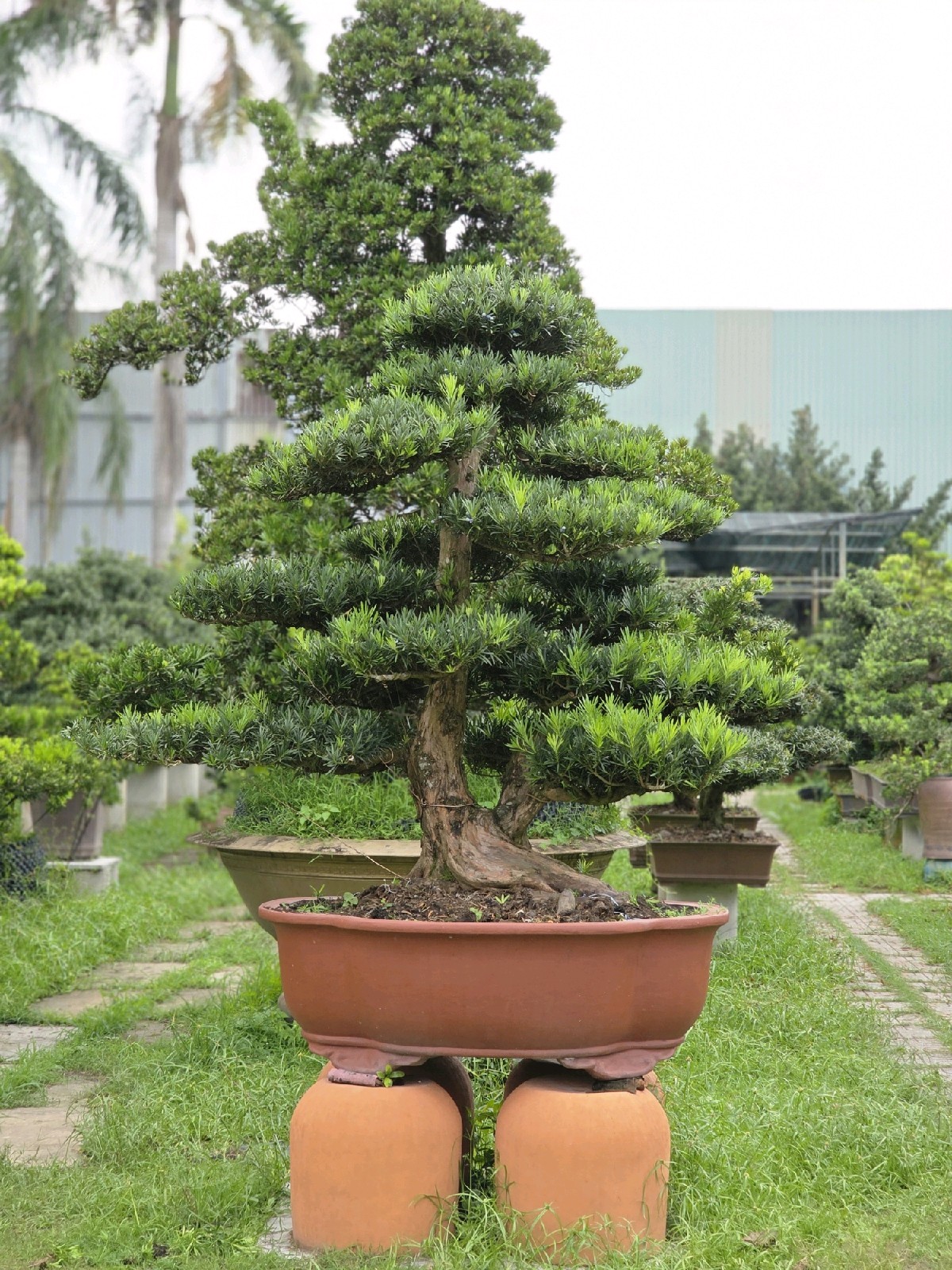 Vạn Niên Tùng B-BS-VNT-001