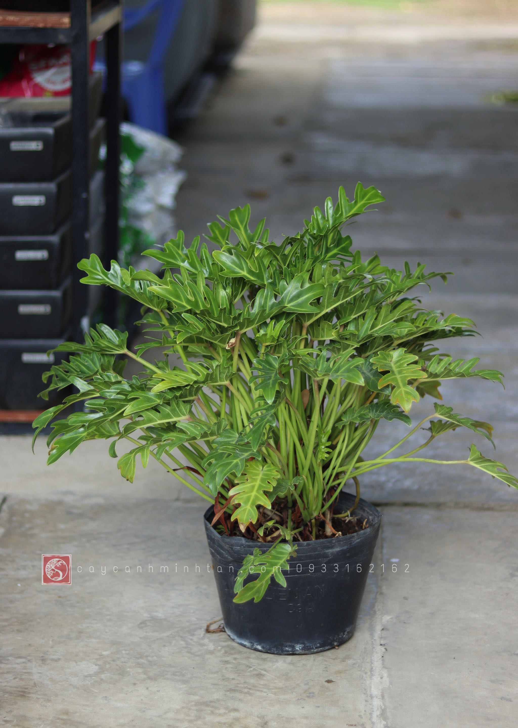 Trầu Bà Chân Vịt