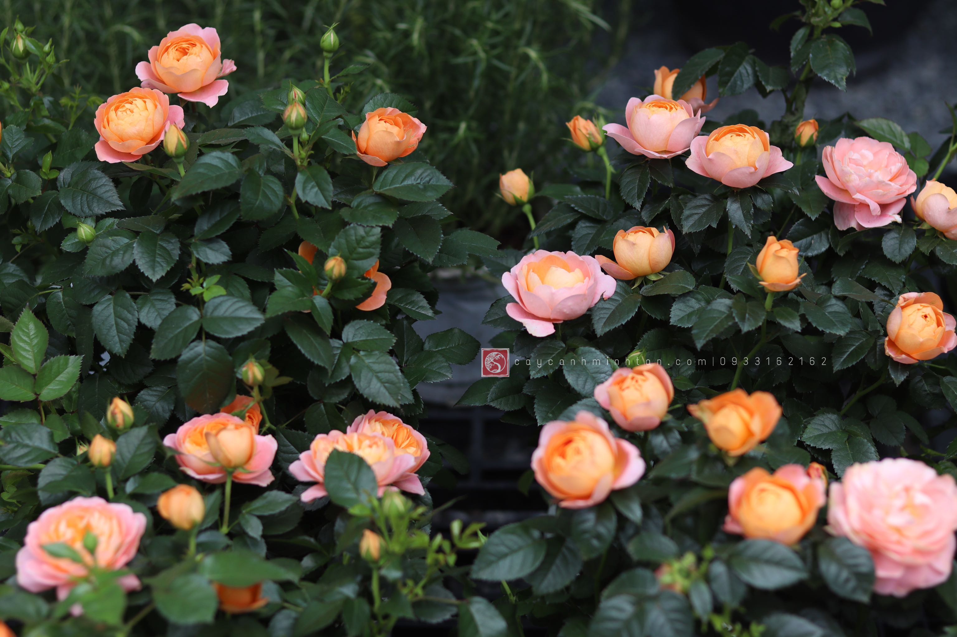 Hồng Tezza Cam cá hồi