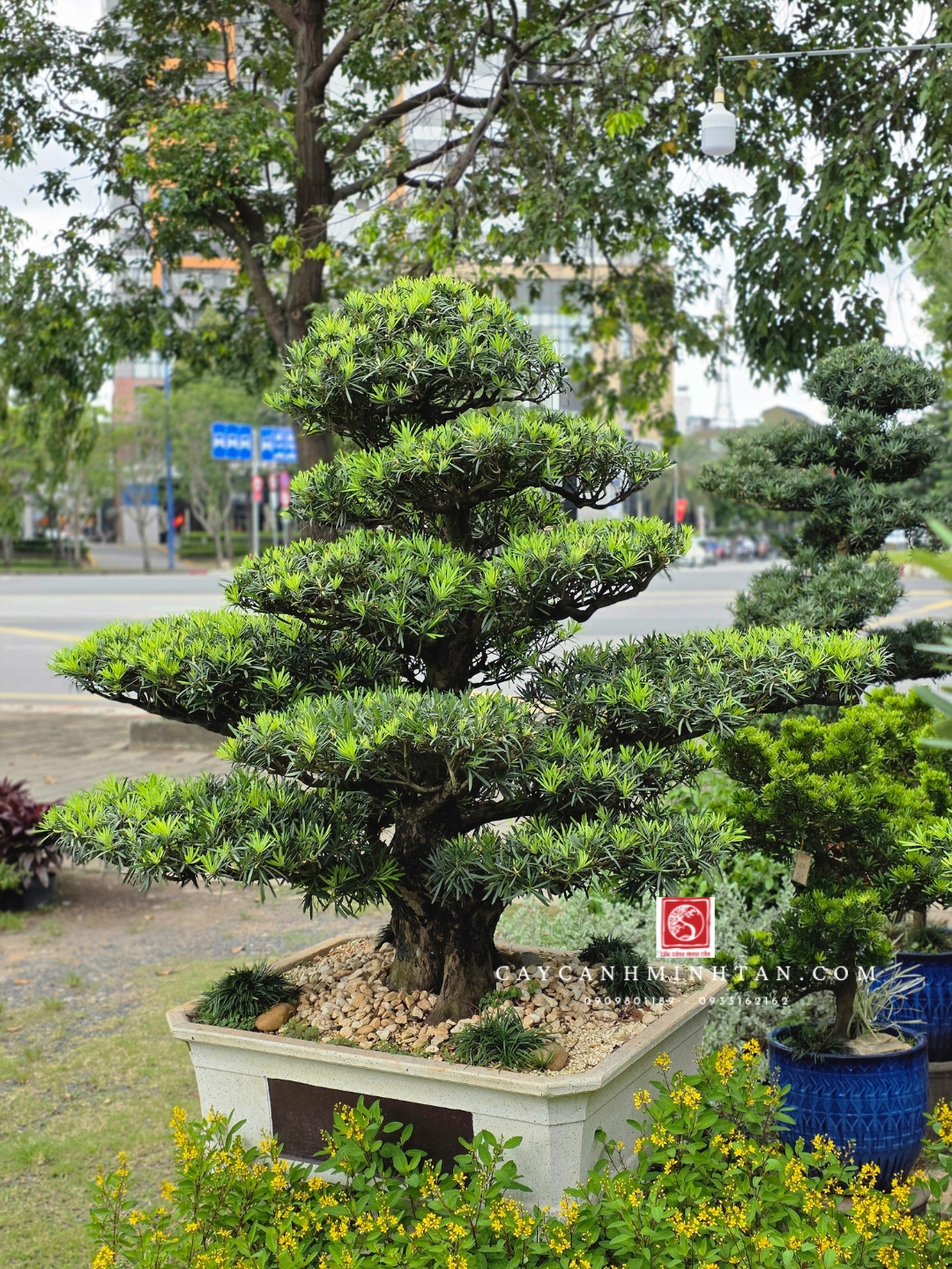 BSL01 - Vạn Niên Tùng Bonsai