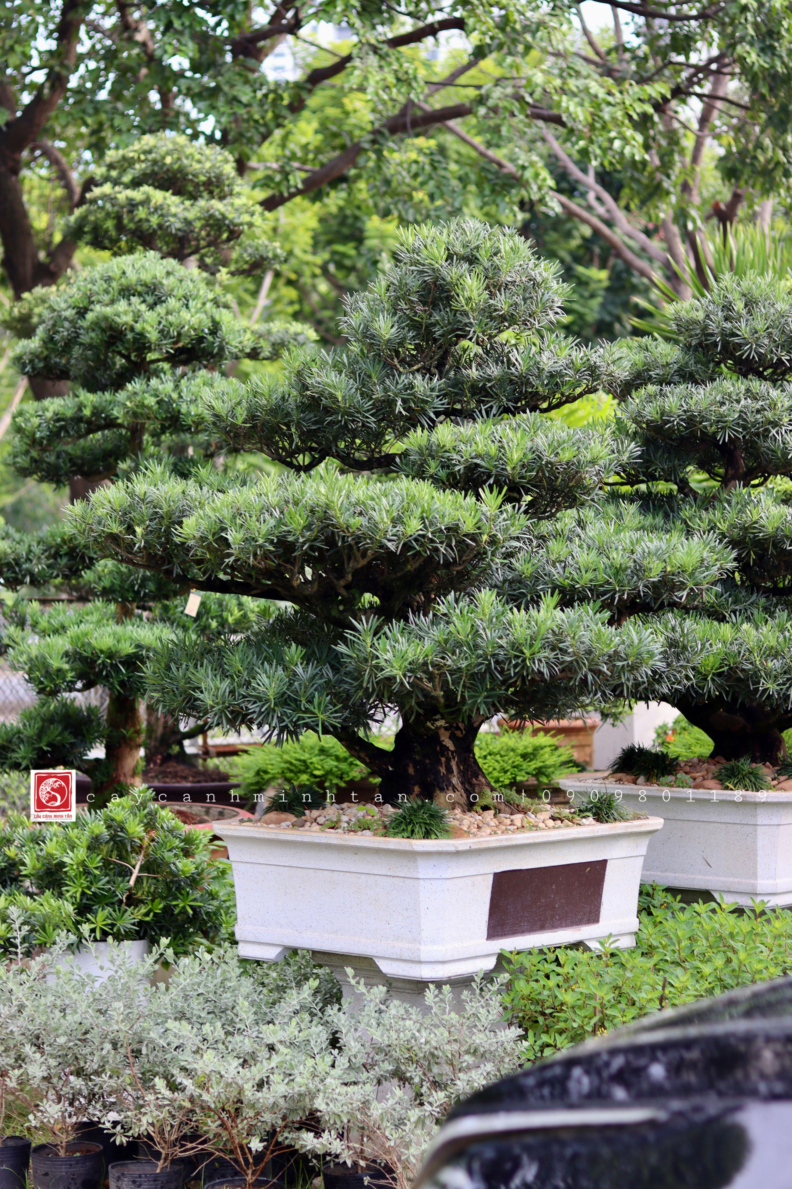 BSL01 - Vạn Niên Tùng Bonsai