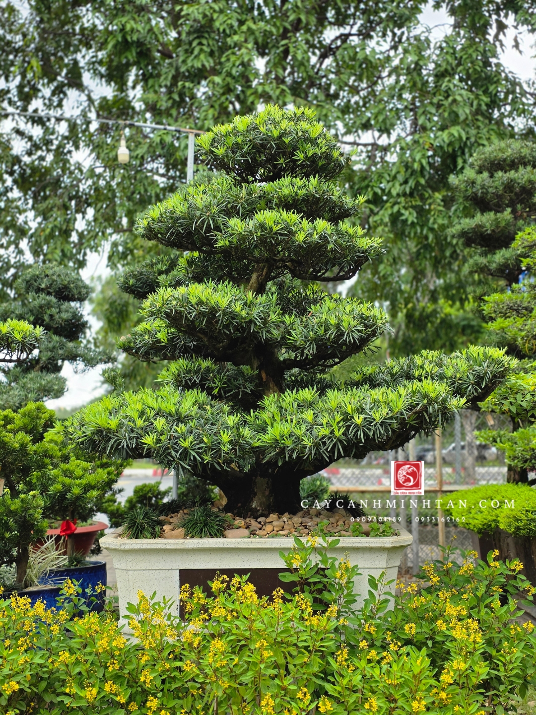 BSL02 - Vạn Niên Tùng Bonsai