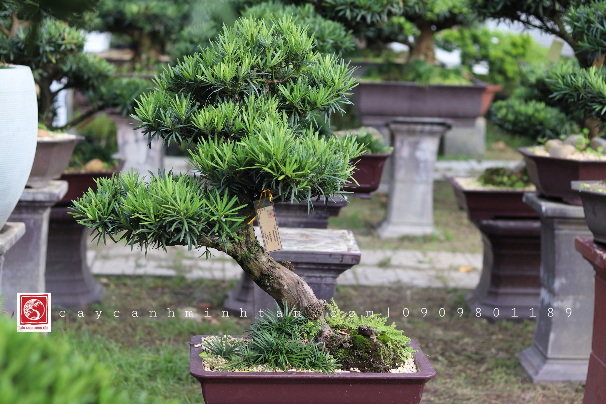 BSN03 - Vạn Niên Tùng Bonsai