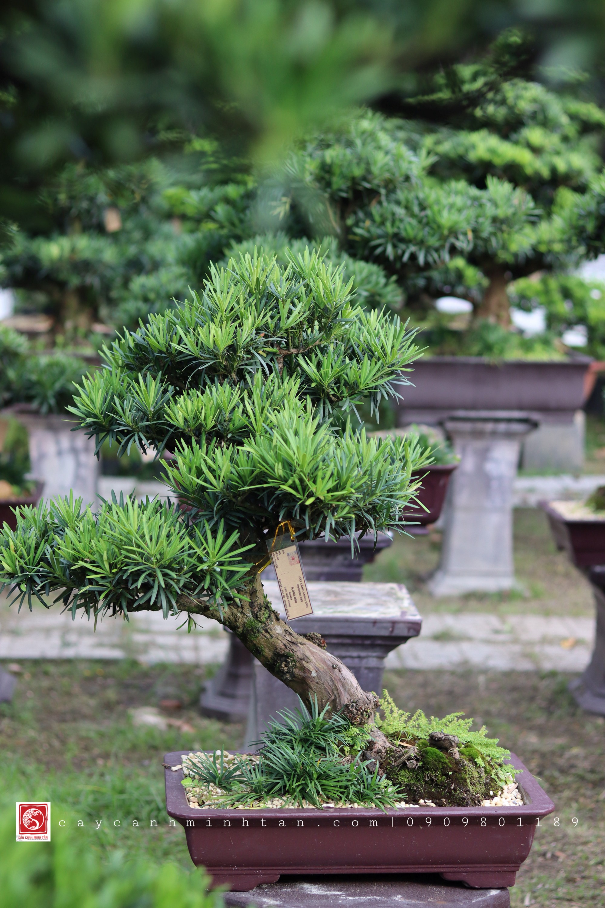 BSN03 - Vạn Niên Tùng Bonsai