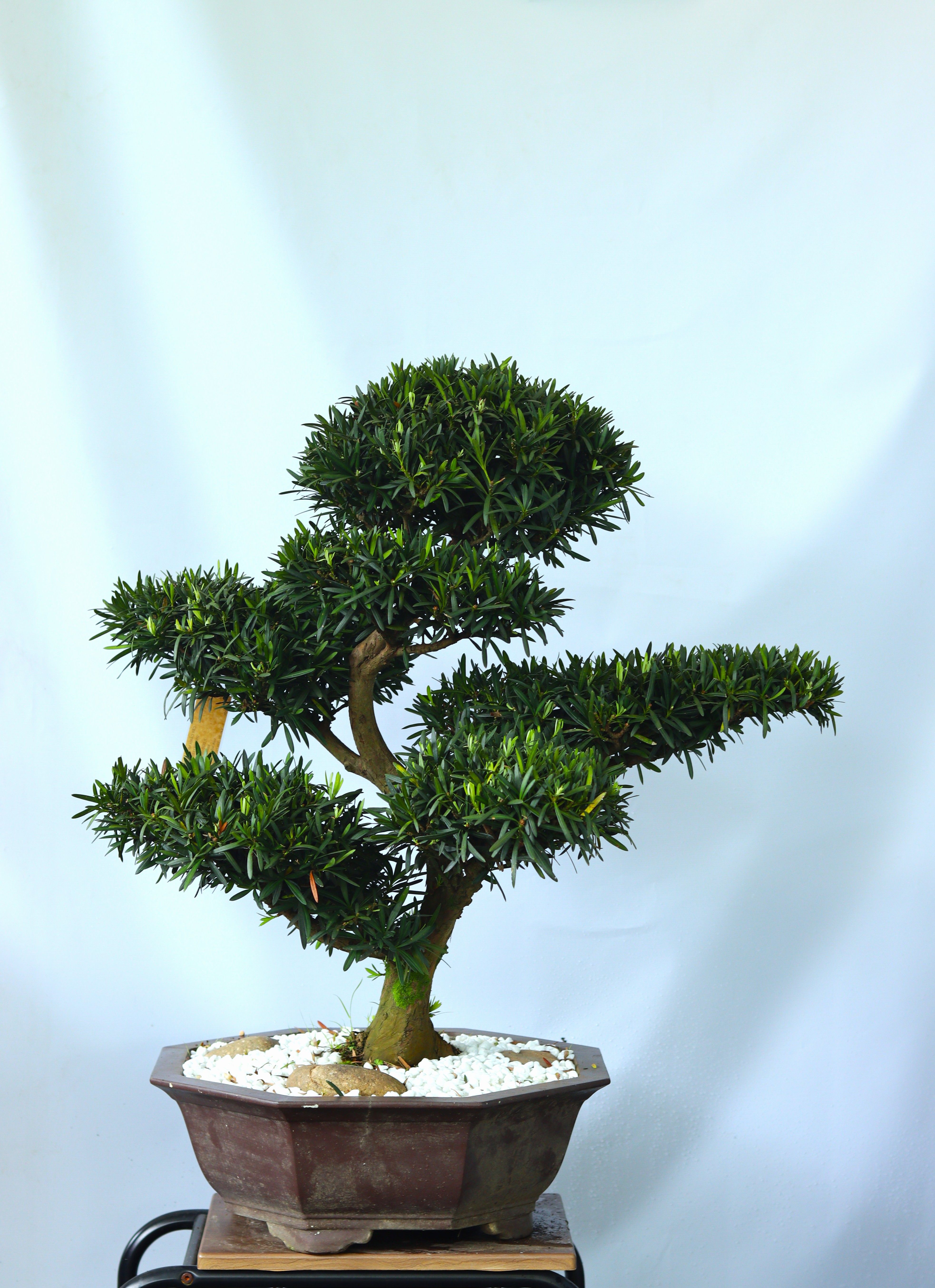BSN06 - Vạn Niên Tùng Bonsai