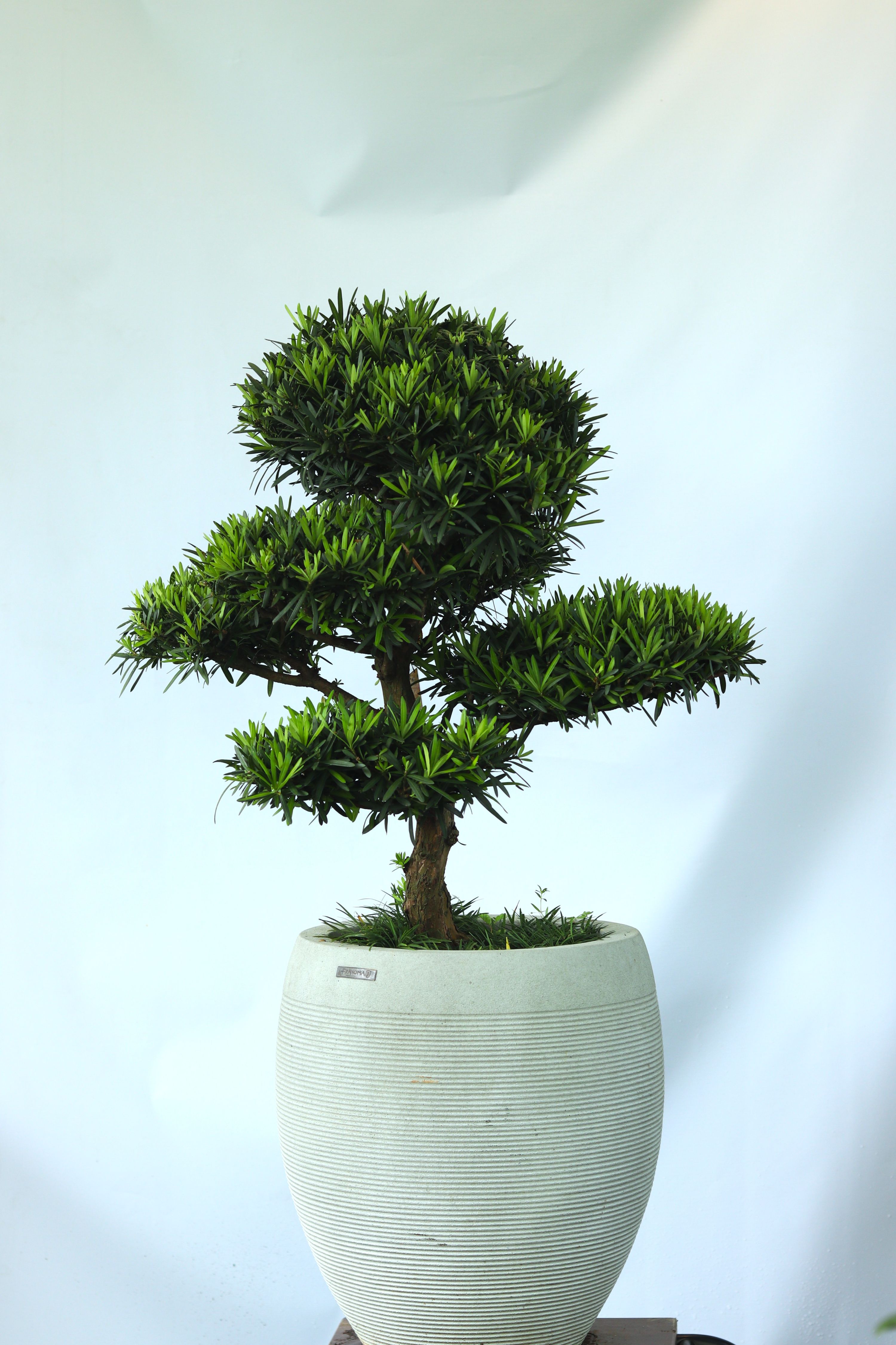 BSN07 - Vạn Niên Tùng Bonsai