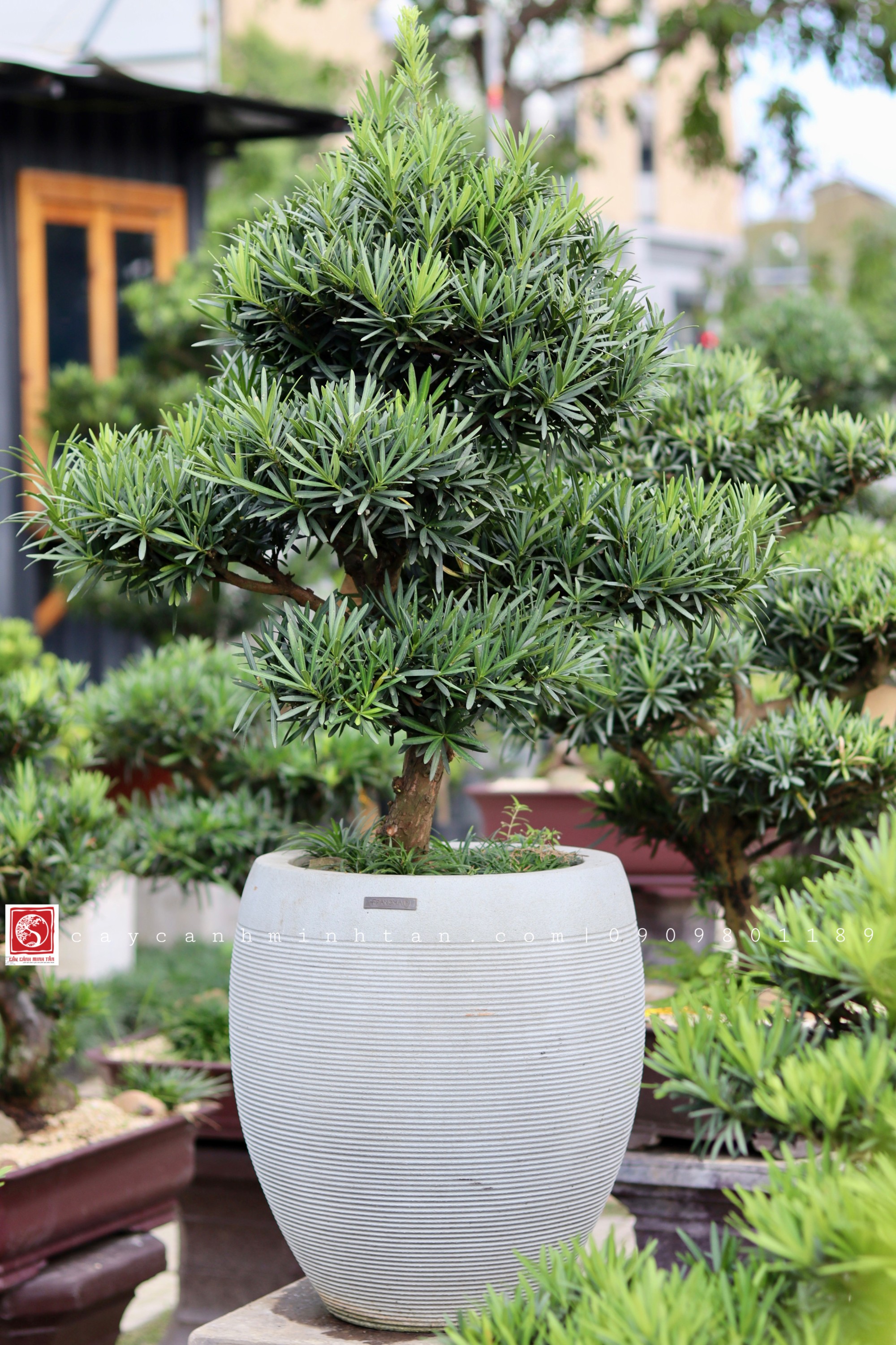 BSN07 - Vạn Niên Tùng Bonsai