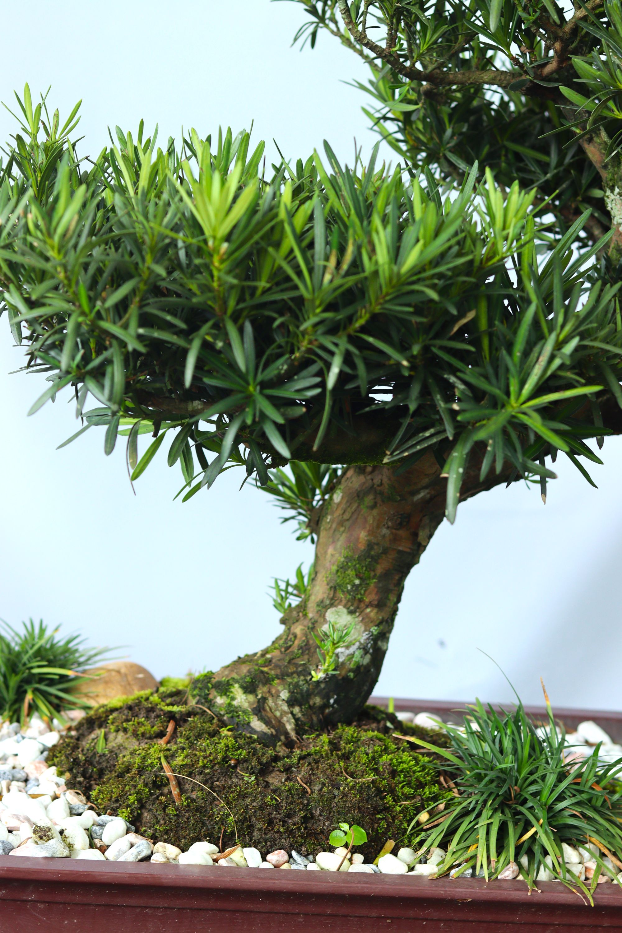 BSN09 - Vạn Niên Tùng Bonsai