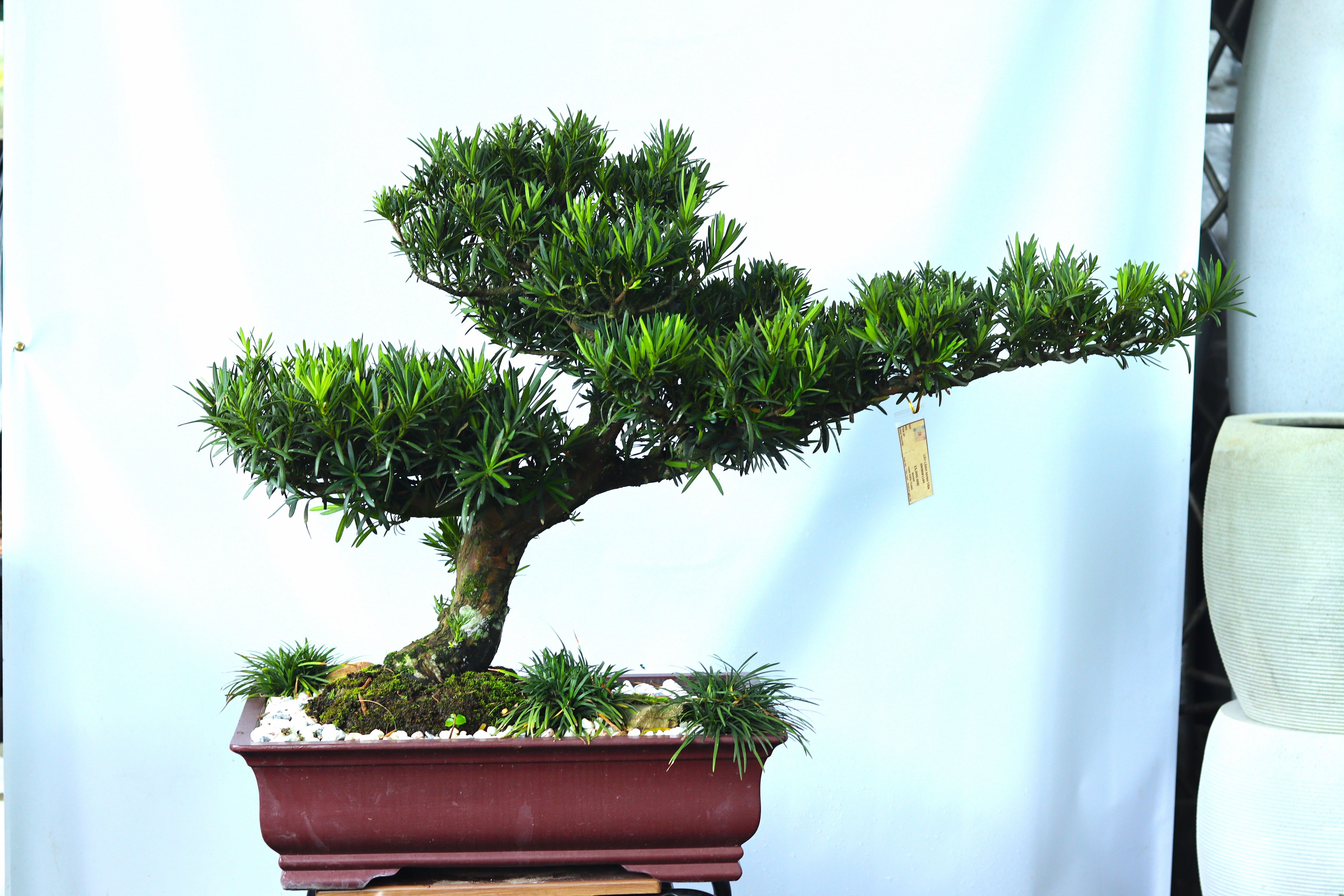 BSN09 - Vạn Niên Tùng Bonsai