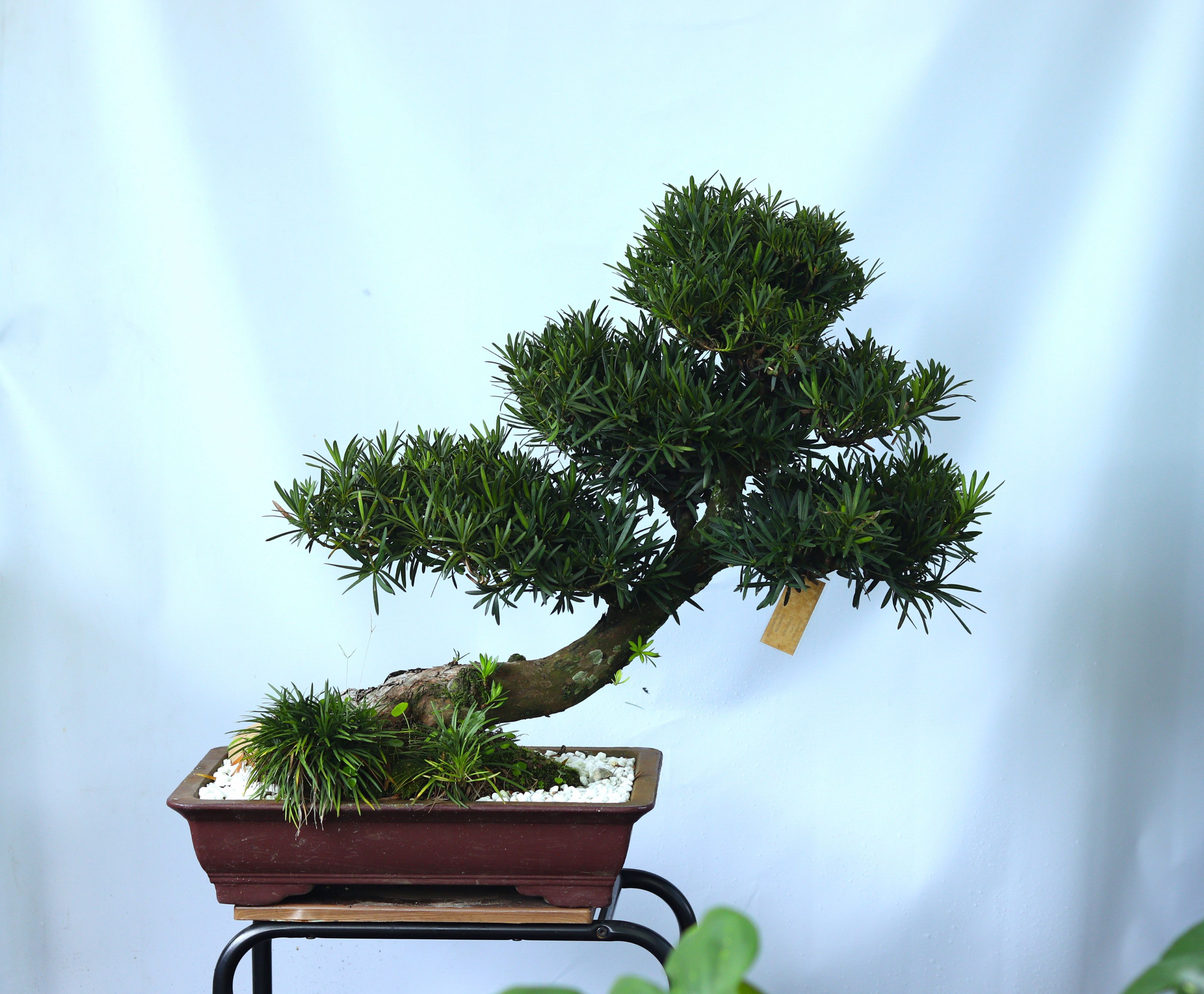 BSN12 - Vạn Niên Tùng Bonsai