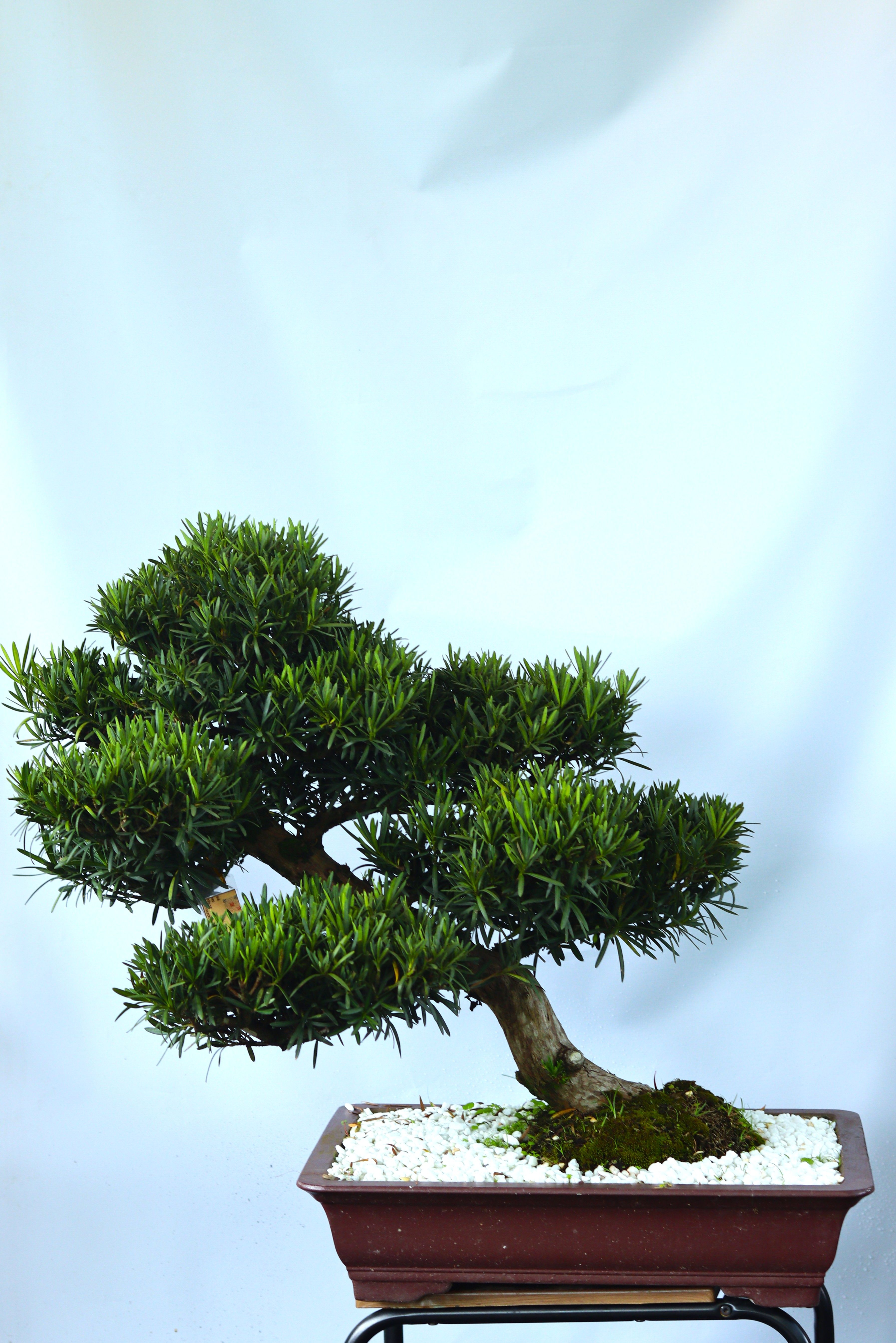 BSN13 - Vạn Niên Tùng Bonsai