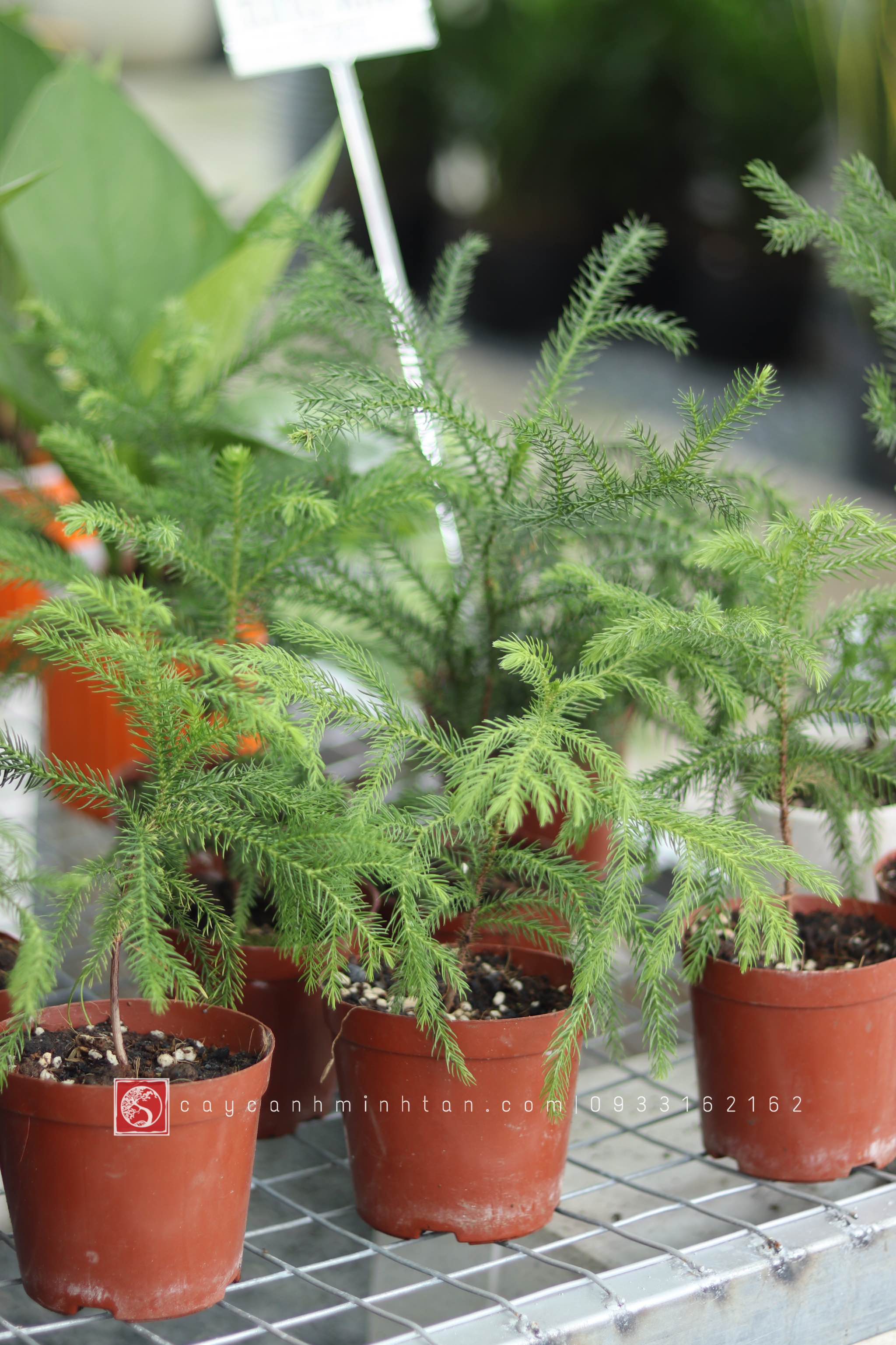 Tùng Kim để bàn