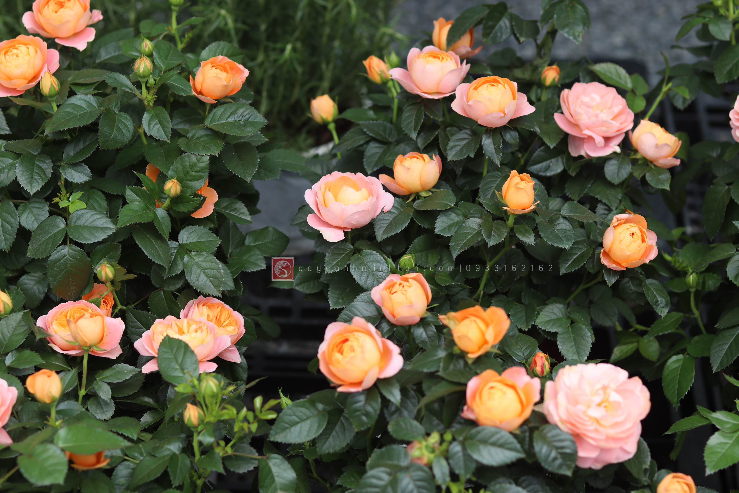 Hồng Tezza Cam cá hồi