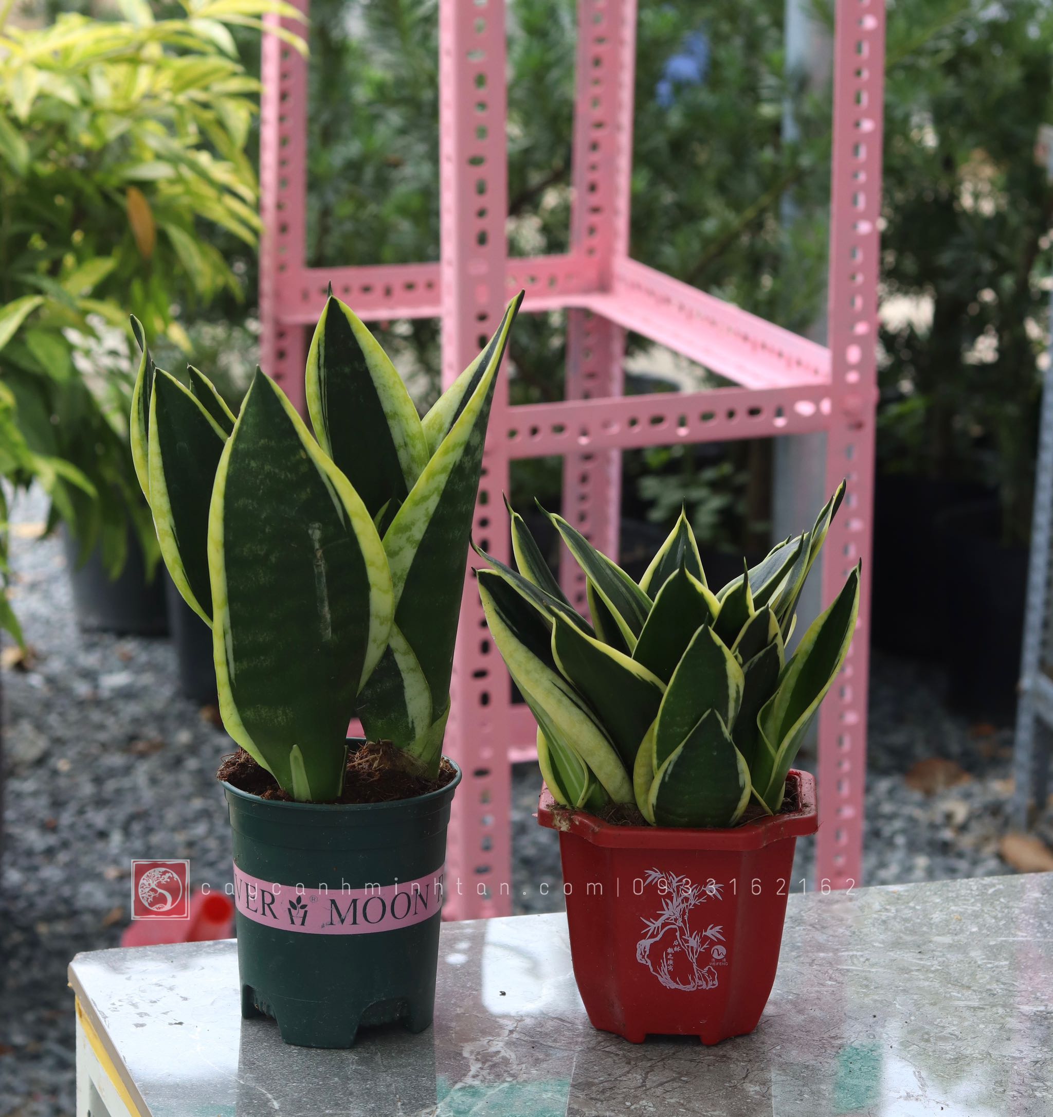 Lưỡi Hổ để bàn