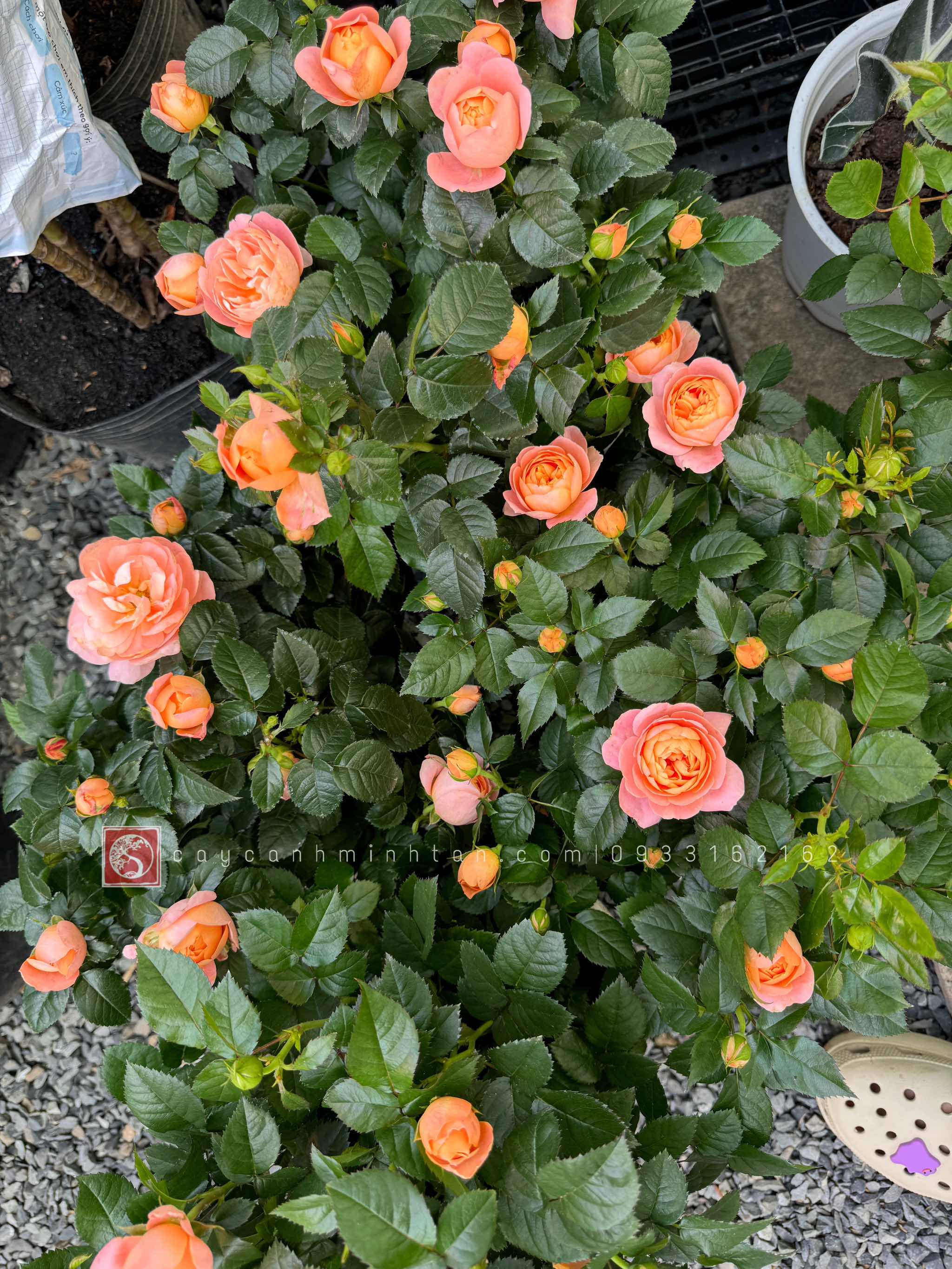 Hồng Tezza Cam cá hồi