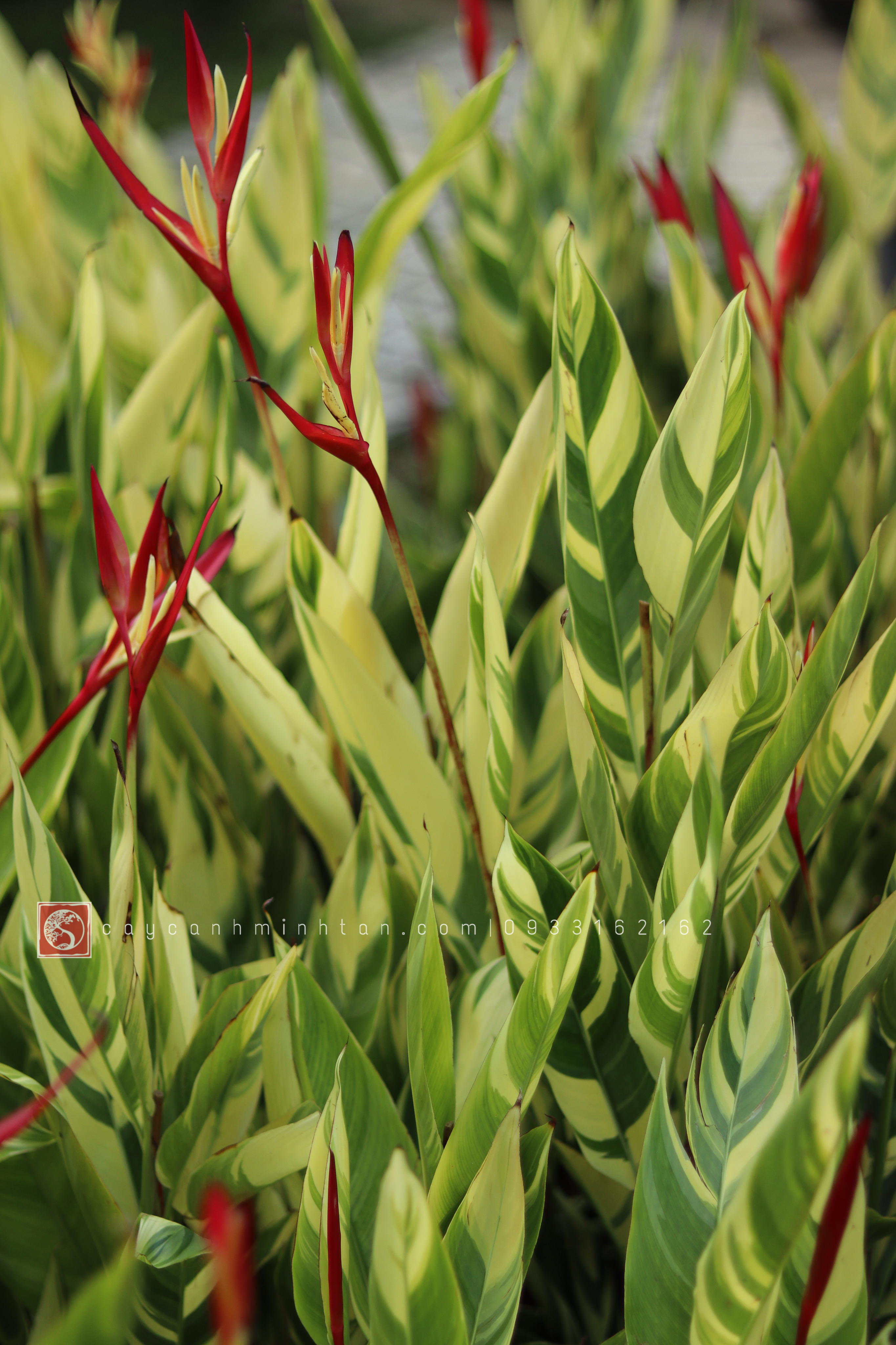 Chuối Két Cẩm Thạch