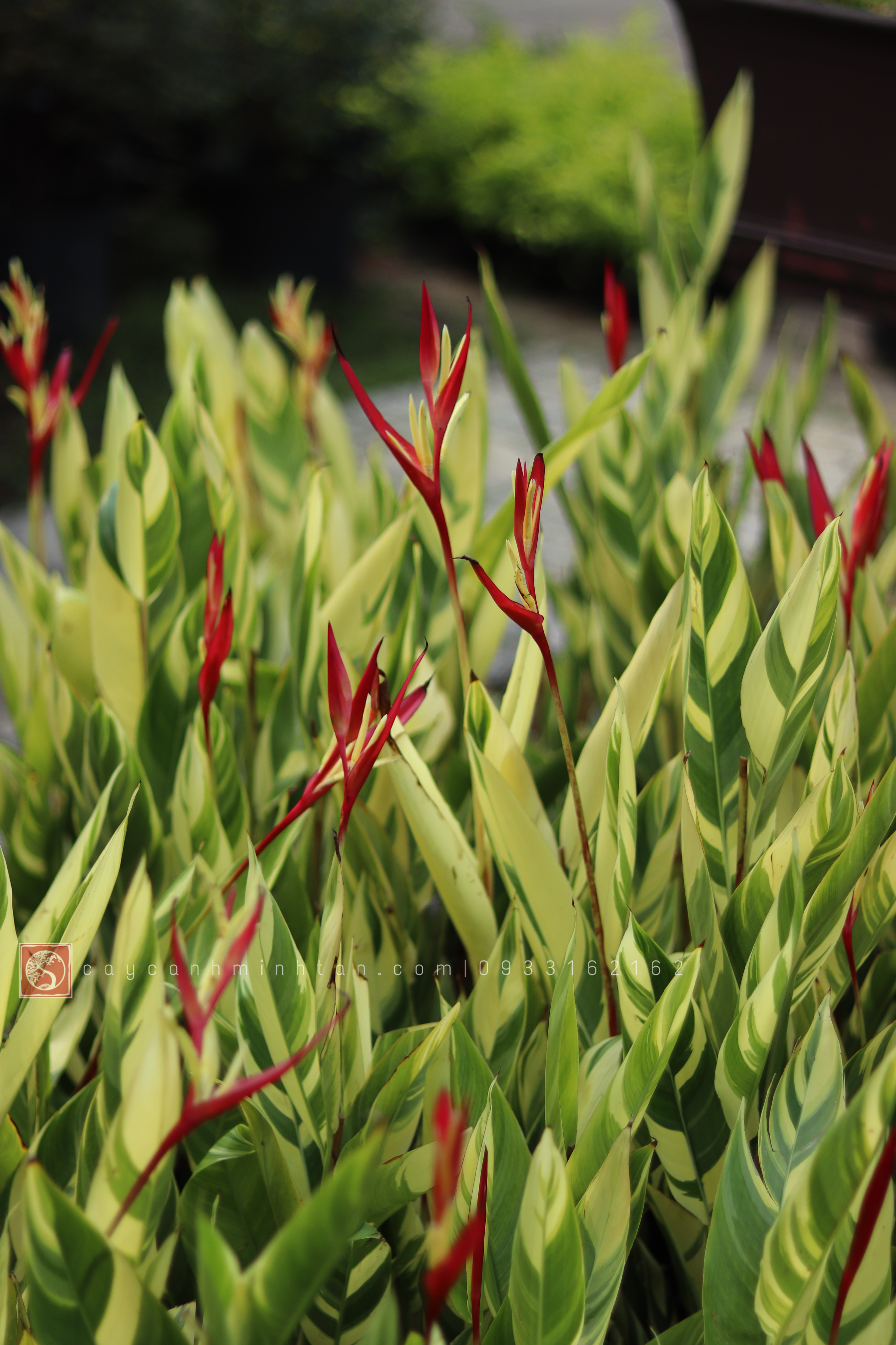 Chuối Két Cẩm Thạch