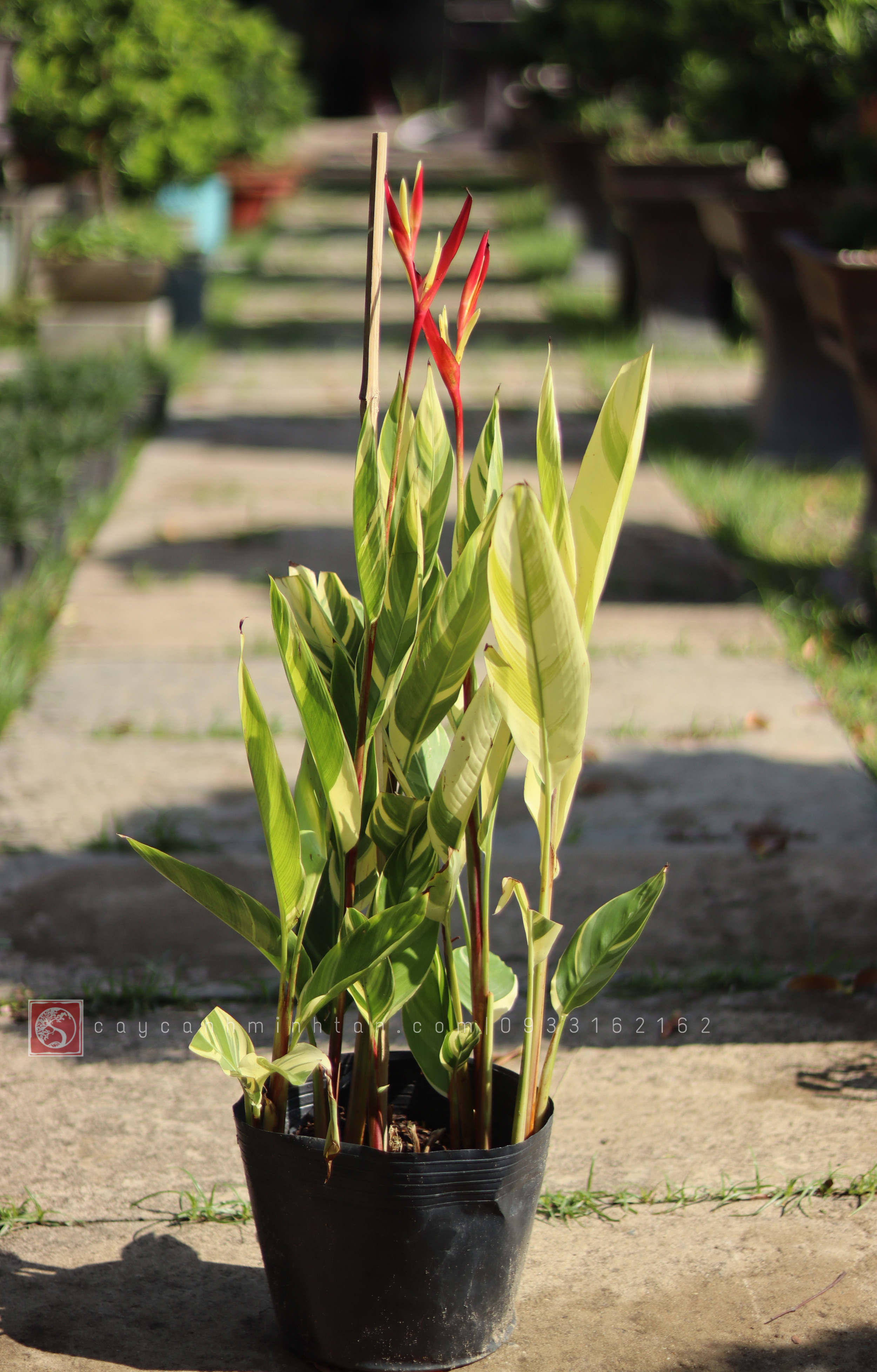 Chuối Két Cẩm Thạch