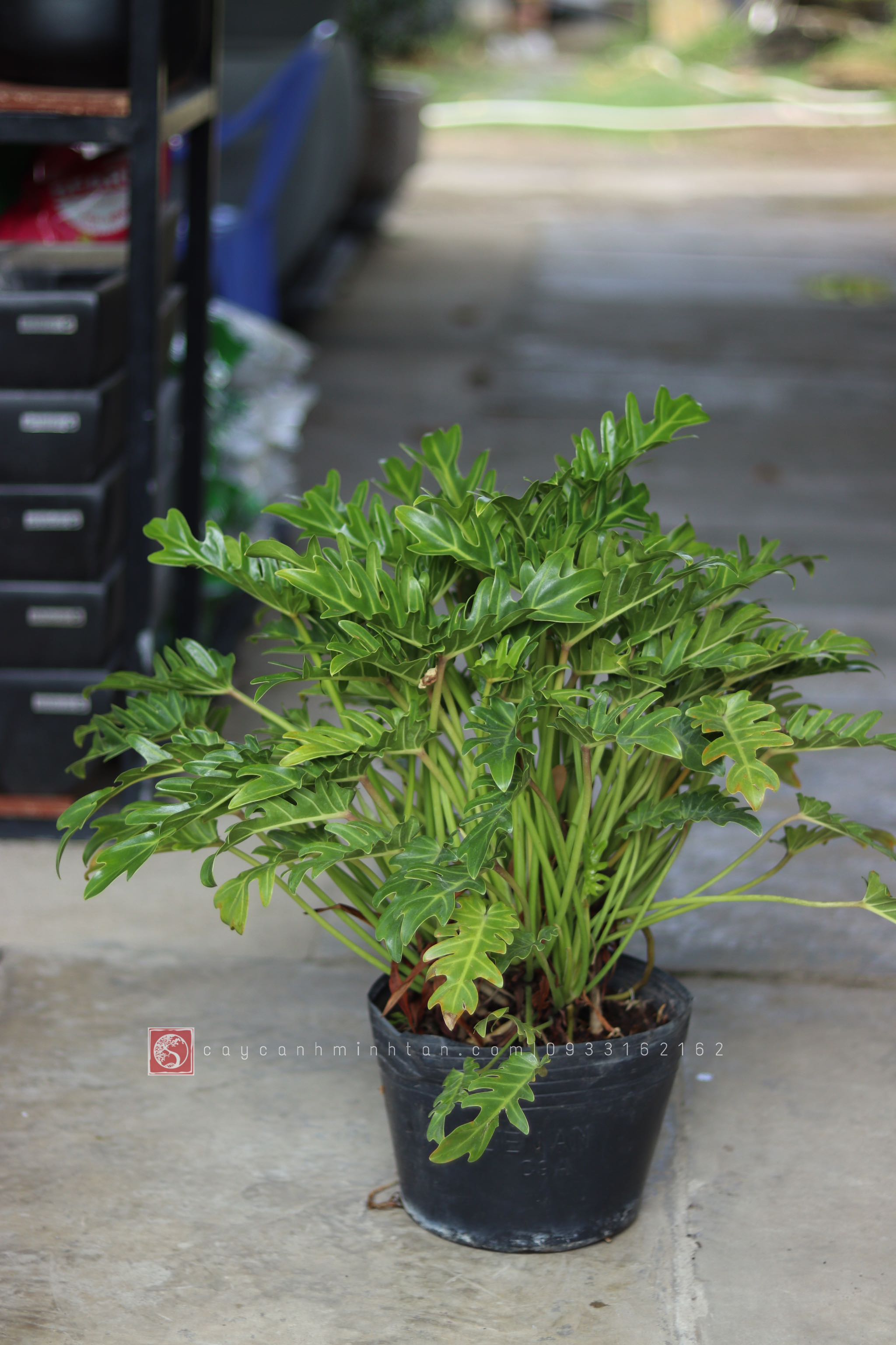 Trầu Bà Chân Vịt