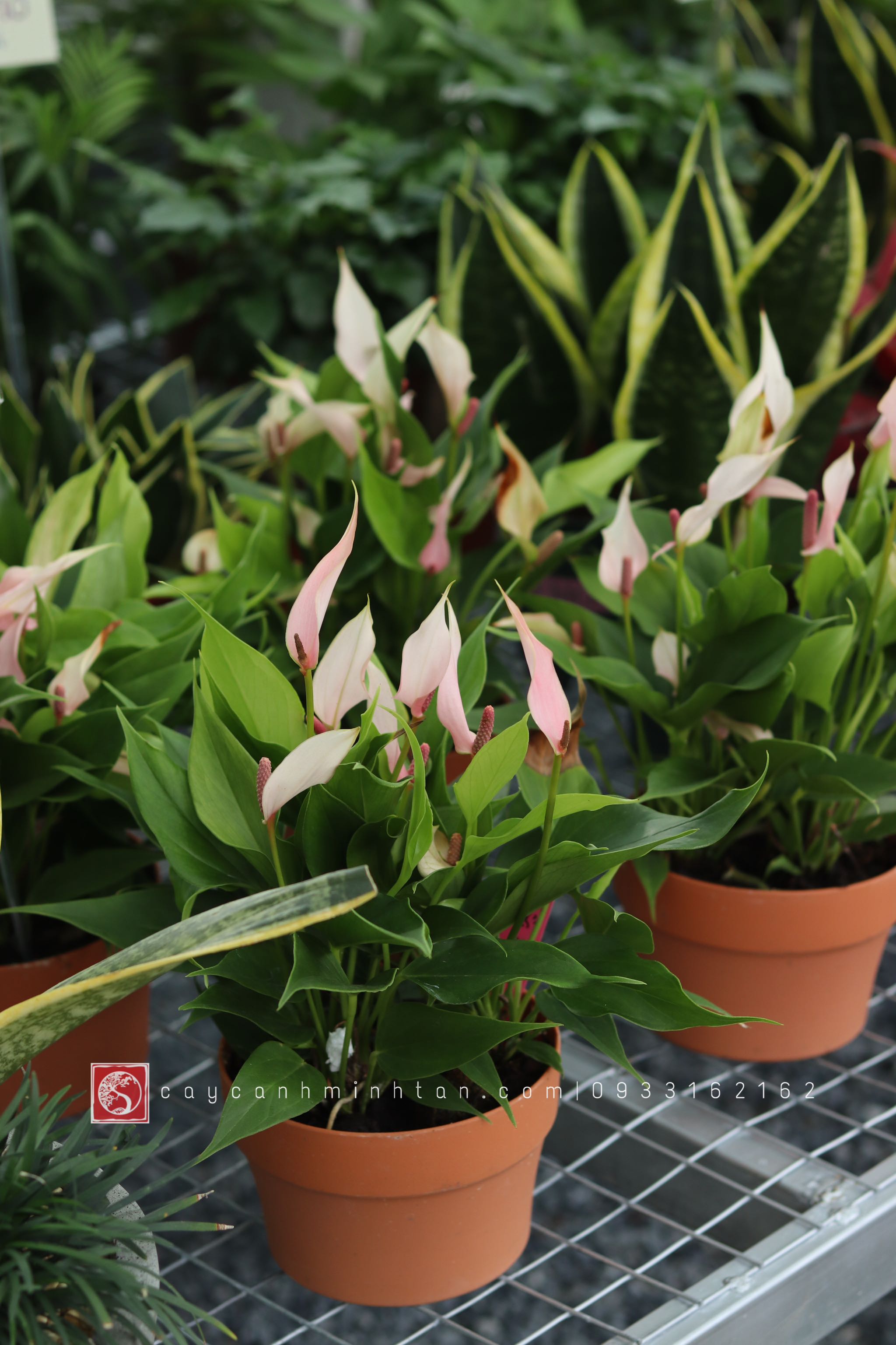 Hồng Môn nước để bàn