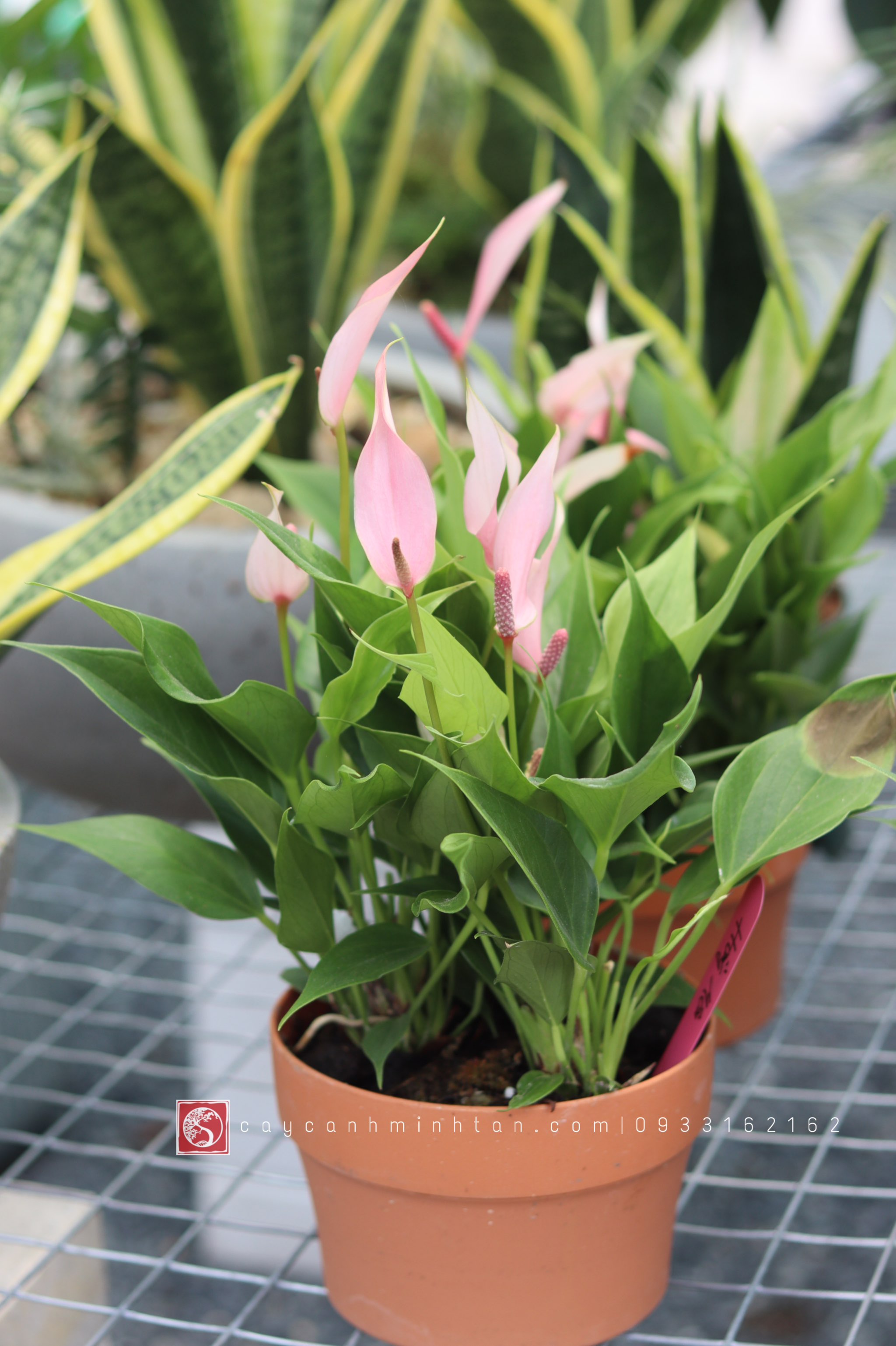 Hồng Môn nước để bàn