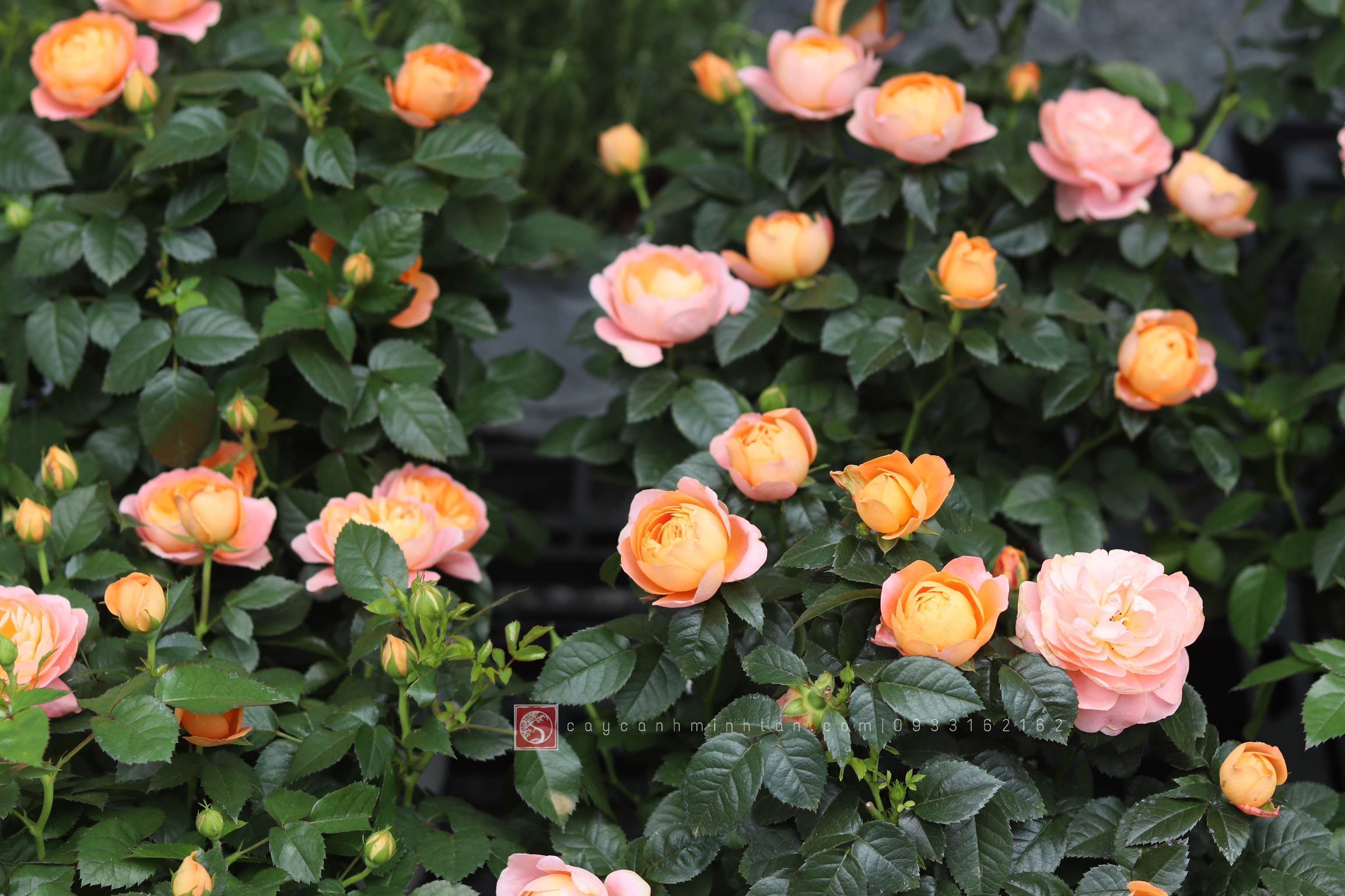 Hồng Tezza Cam cá hồi