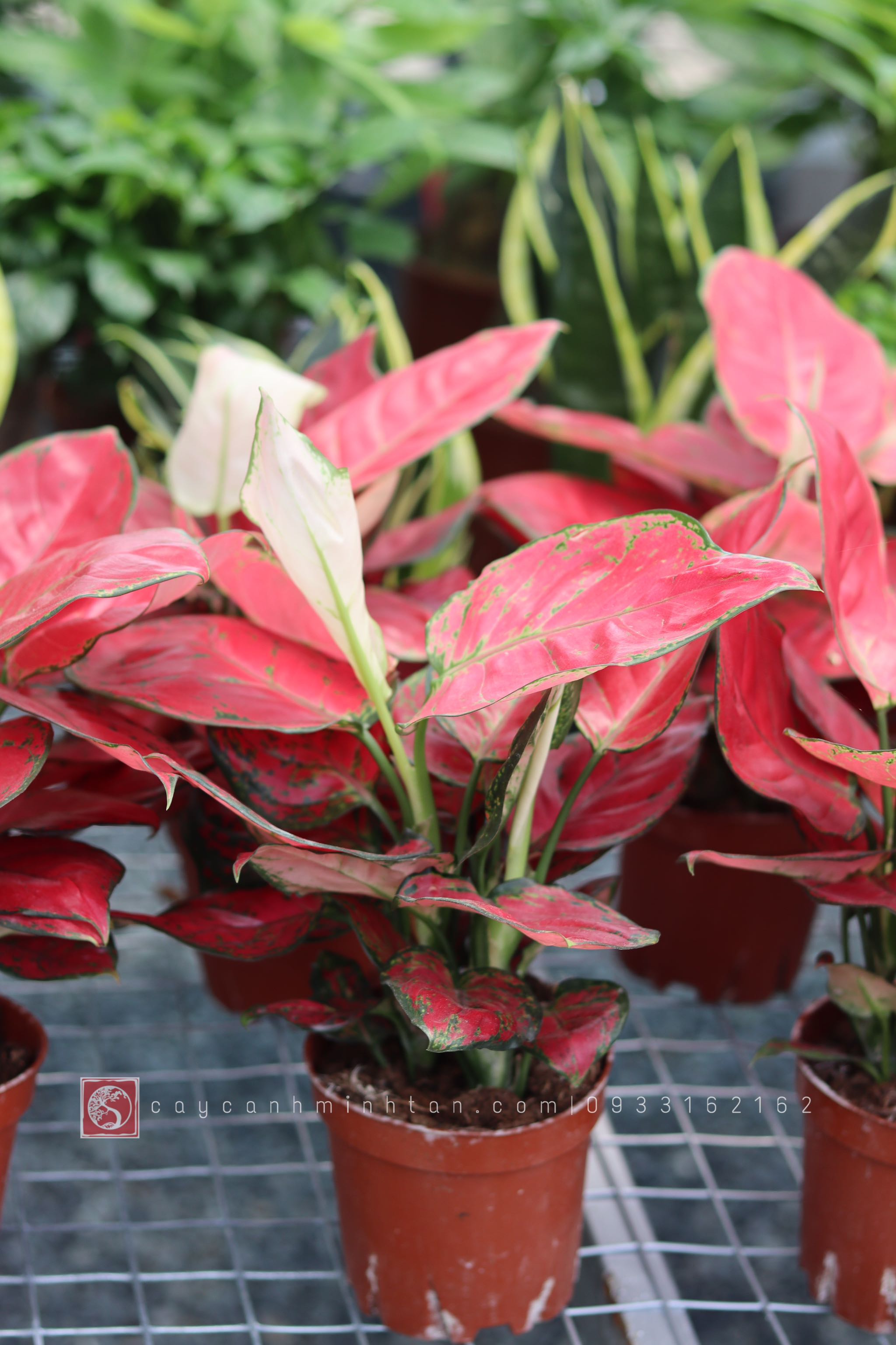 Vạn Lộc đỏ để bàn